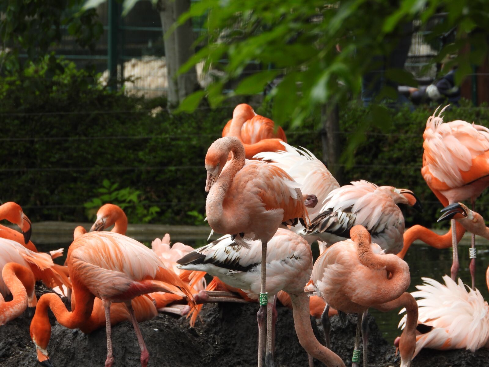 Nikon Coolpix P1000 sample photo. Flamingo, zoo, bird photography