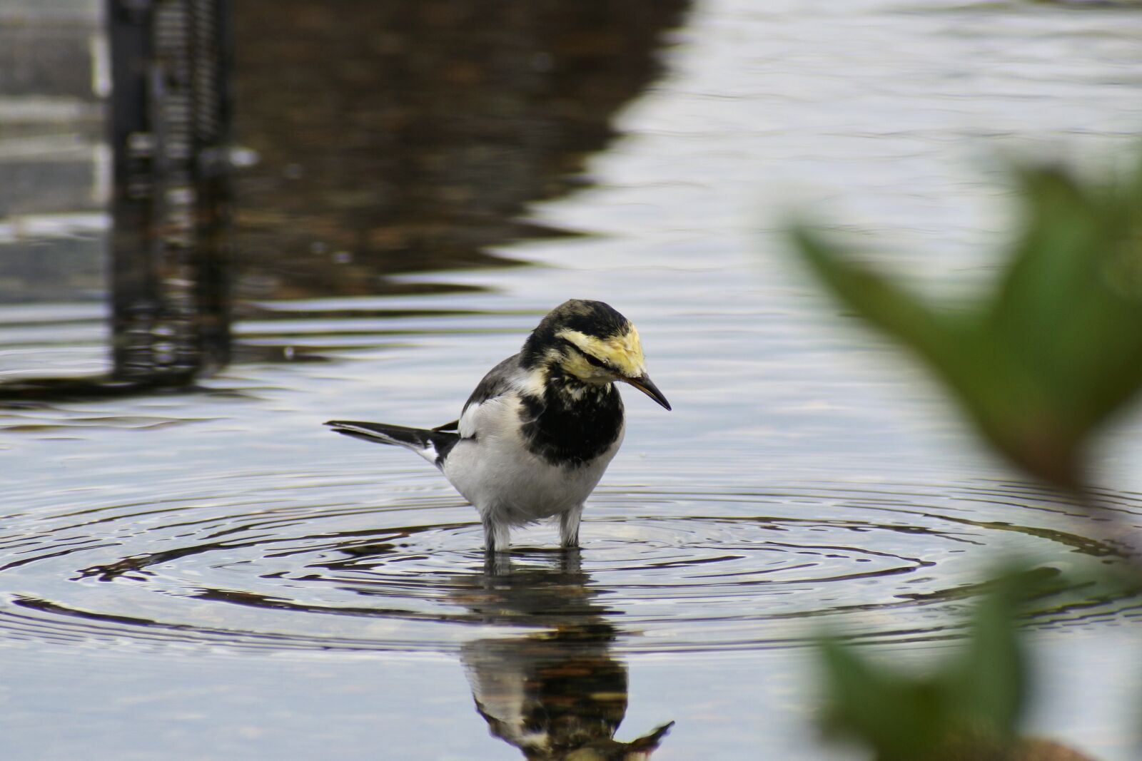 VR 70-300mm f/4.5-6.3G sample photo. Animal, pond, waterside photography