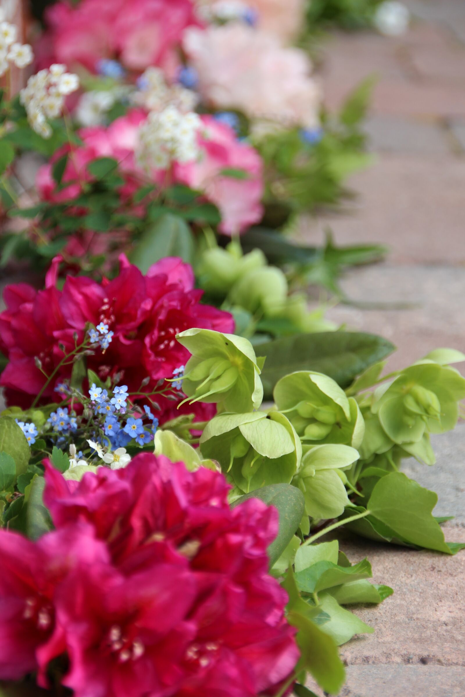 Canon EOS 650D (EOS Rebel T4i / EOS Kiss X6i) sample photo. Flower, nature, plant photography
