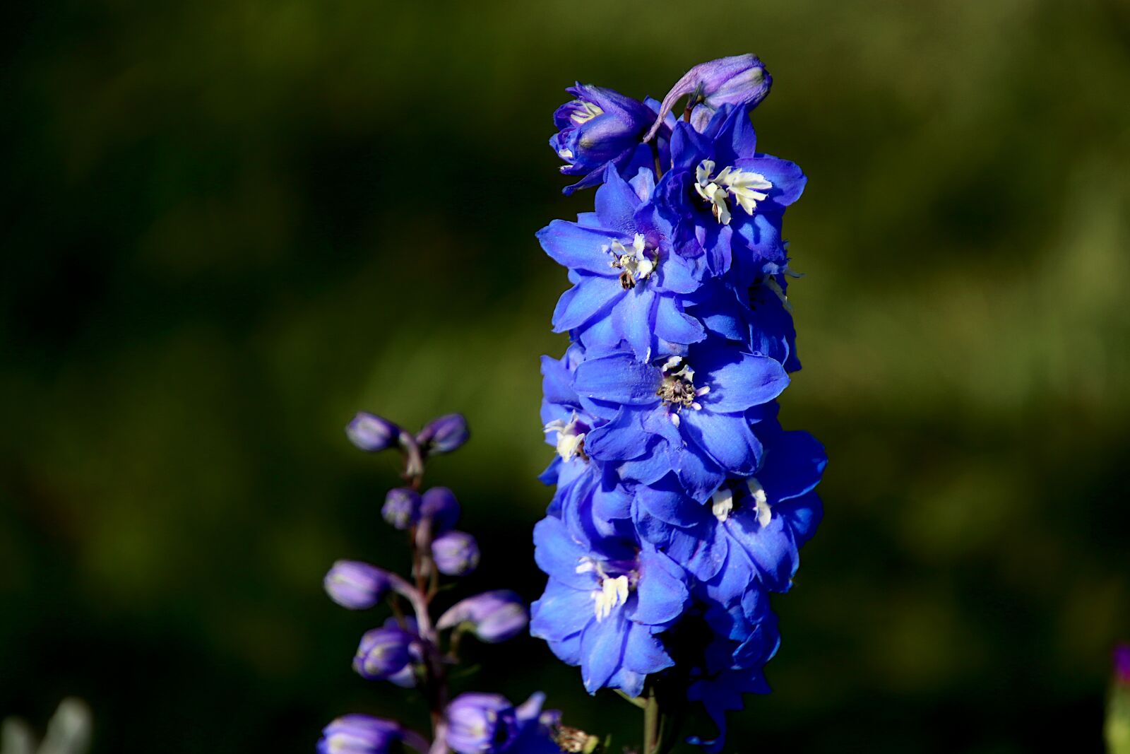 Canon EOS 800D (EOS Rebel T7i / EOS Kiss X9i) sample photo. Delphinium, flowers, plants photography