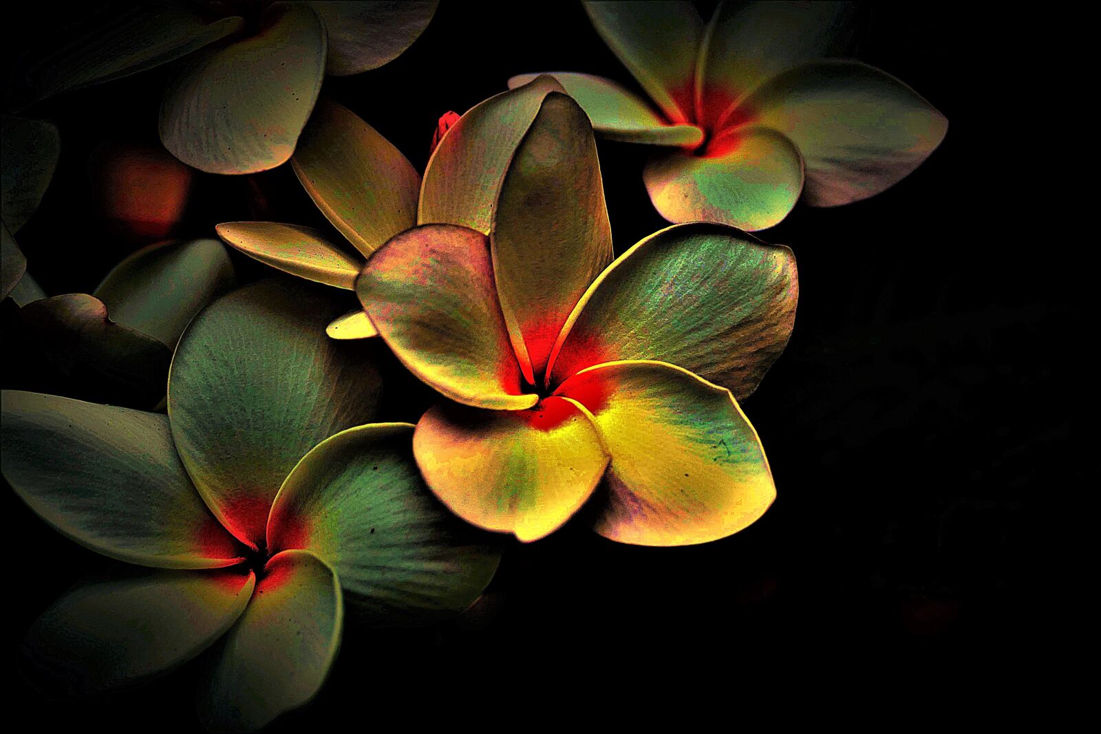 Panasonic Lumix DMC-FZ1000 sample photo. Flowers, coloured, abstract photography