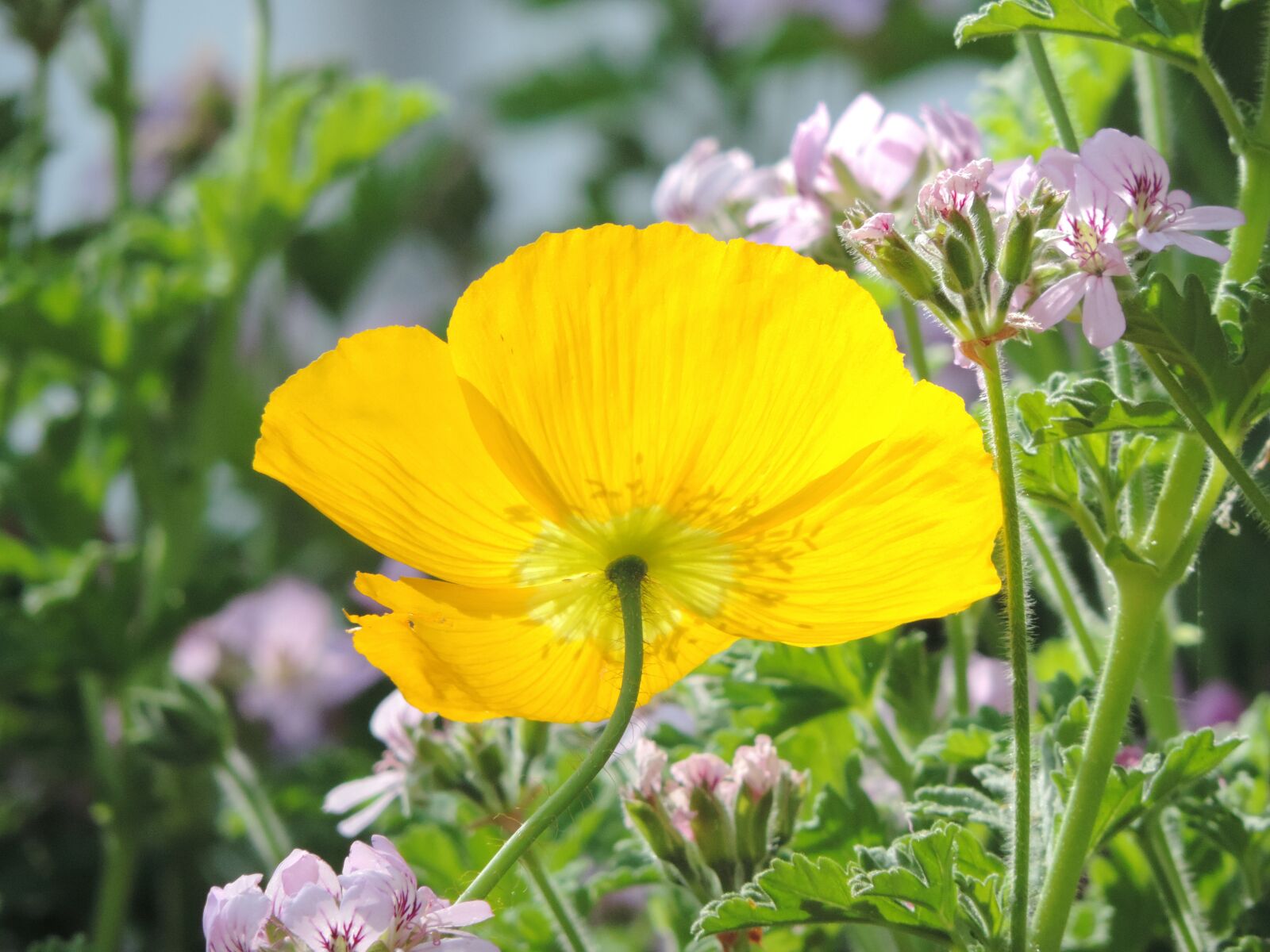 Nikon Coolpix P520 sample photo. Yellow poppy, flower, bright photography