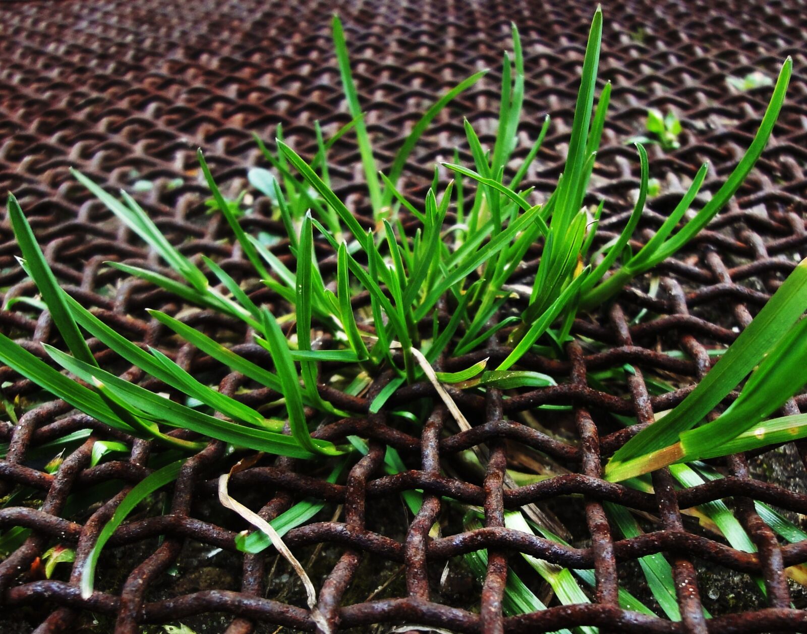 Sony Cyber-shot DSC-WX1 sample photo. Grass, green, rust photography