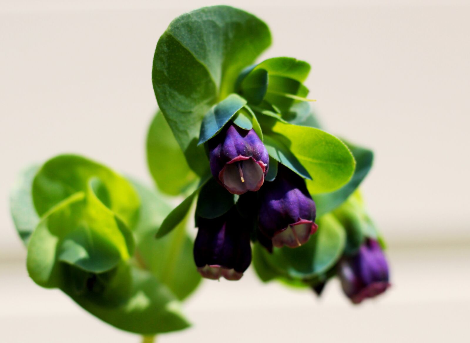 Canon EOS 600D (Rebel EOS T3i / EOS Kiss X5) + Canon EF 50mm F1.8 STM sample photo. Cerinthe major purperascens, wasbloem photography