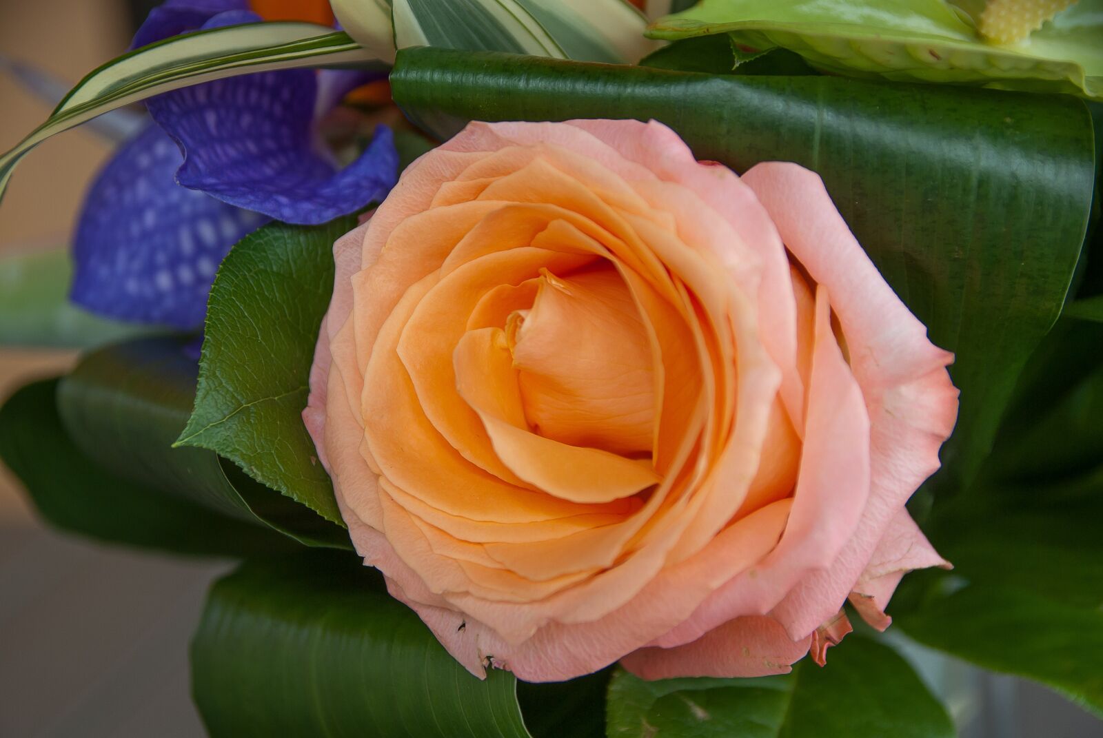 Pentax K10D sample photo. Flower, pink, rosebush photography