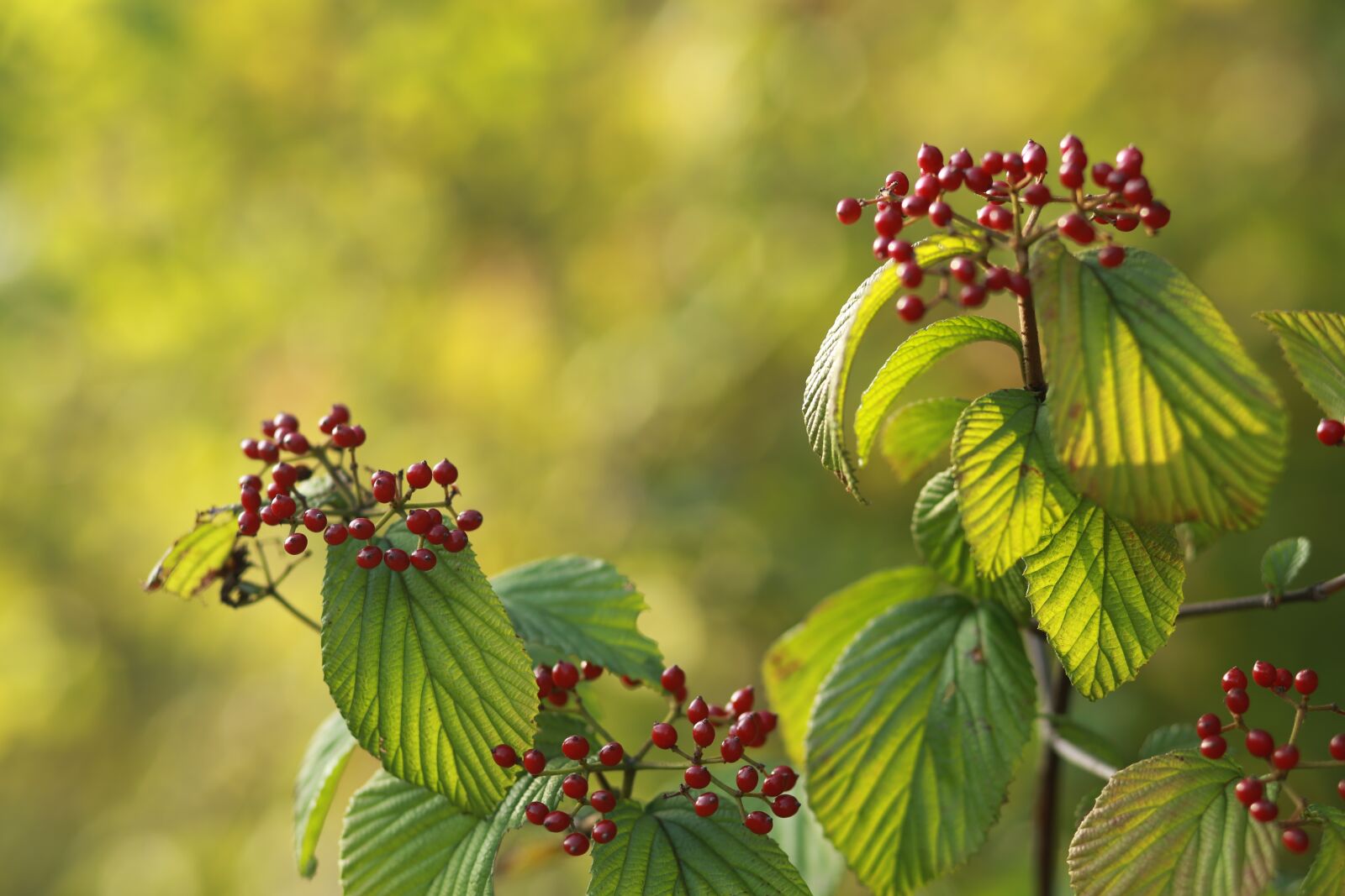 Canon EF 85mm F1.8 USM sample photo. Fruit, nature, leaf photography