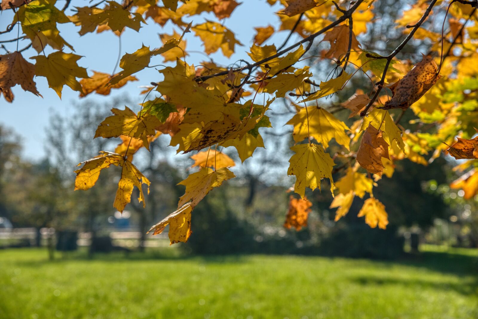 Nikon D750 sample photo. Maple, tree, autumn photography
