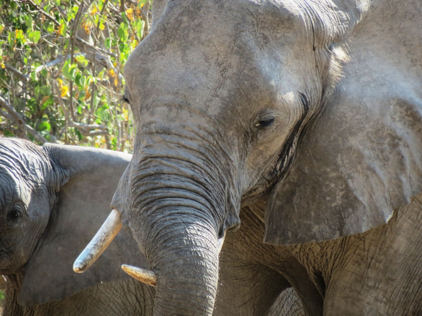 Canon PowerShot SX40 HS sample photo. Elephants, approach, in south photography