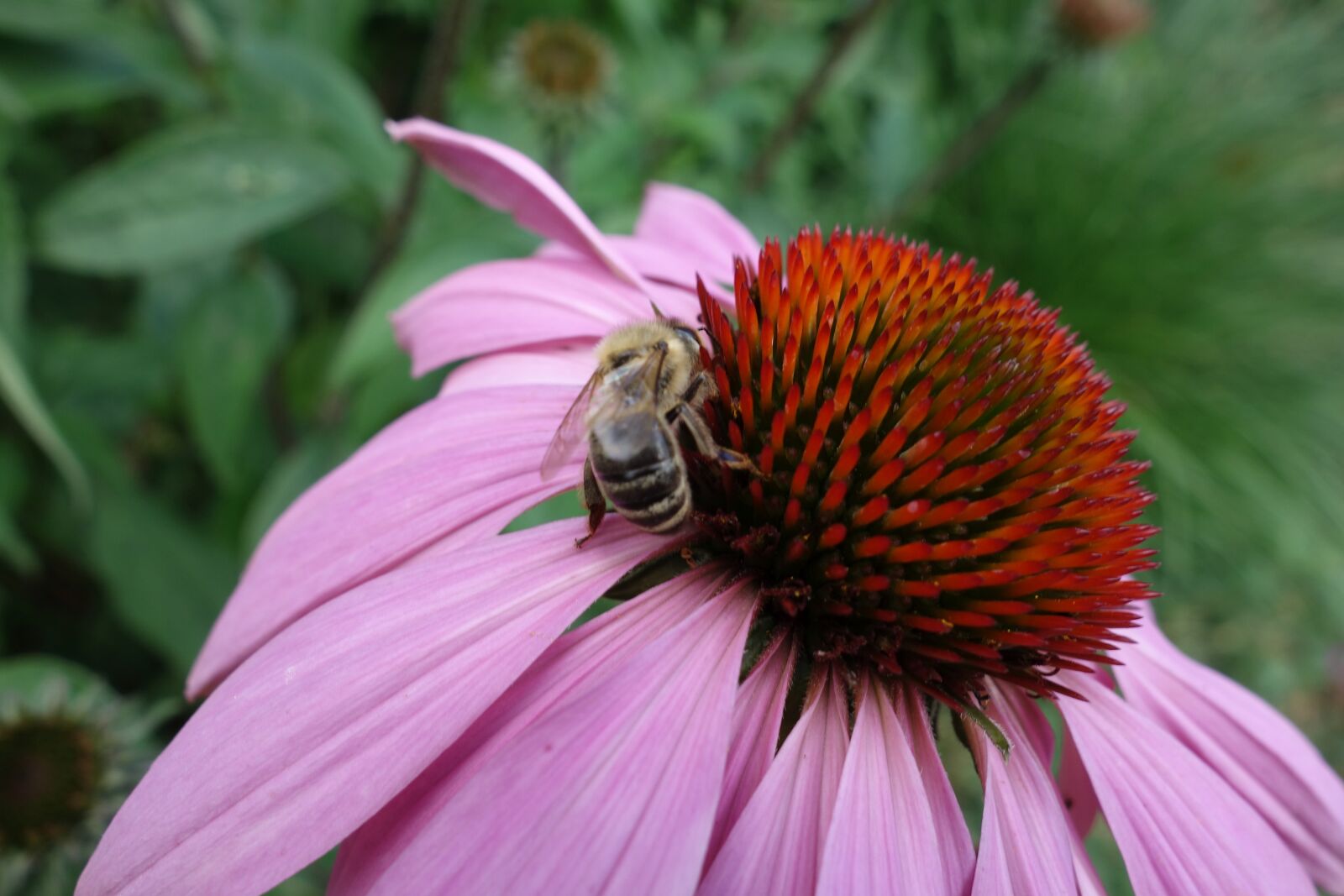 Sony Cyber-shot DSC-RX100 sample photo. Echinacea, bee, violet photography