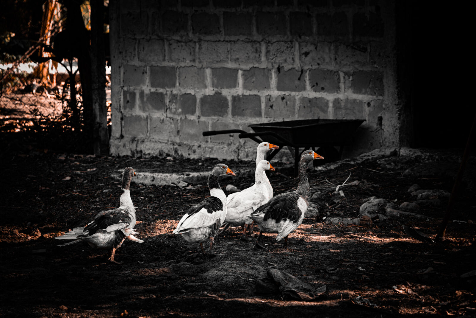 Canon EOS R6 II sample photo