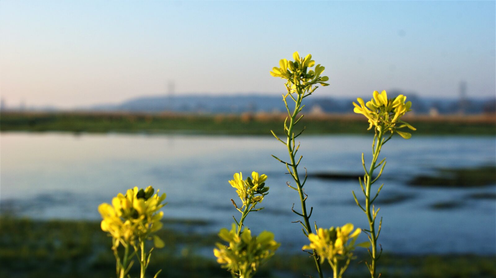 Sony Alpha DSLR-A350 sample photo. Rape or colza seeds photography