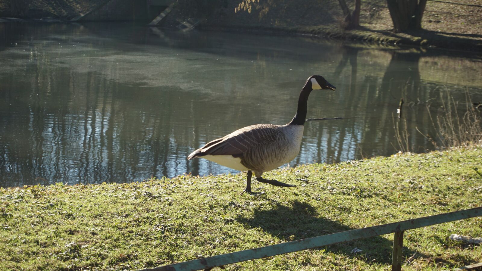 Sony E 16-50mm F3.5-5.6 PZ OSS sample photo. Goose, water, pond photography