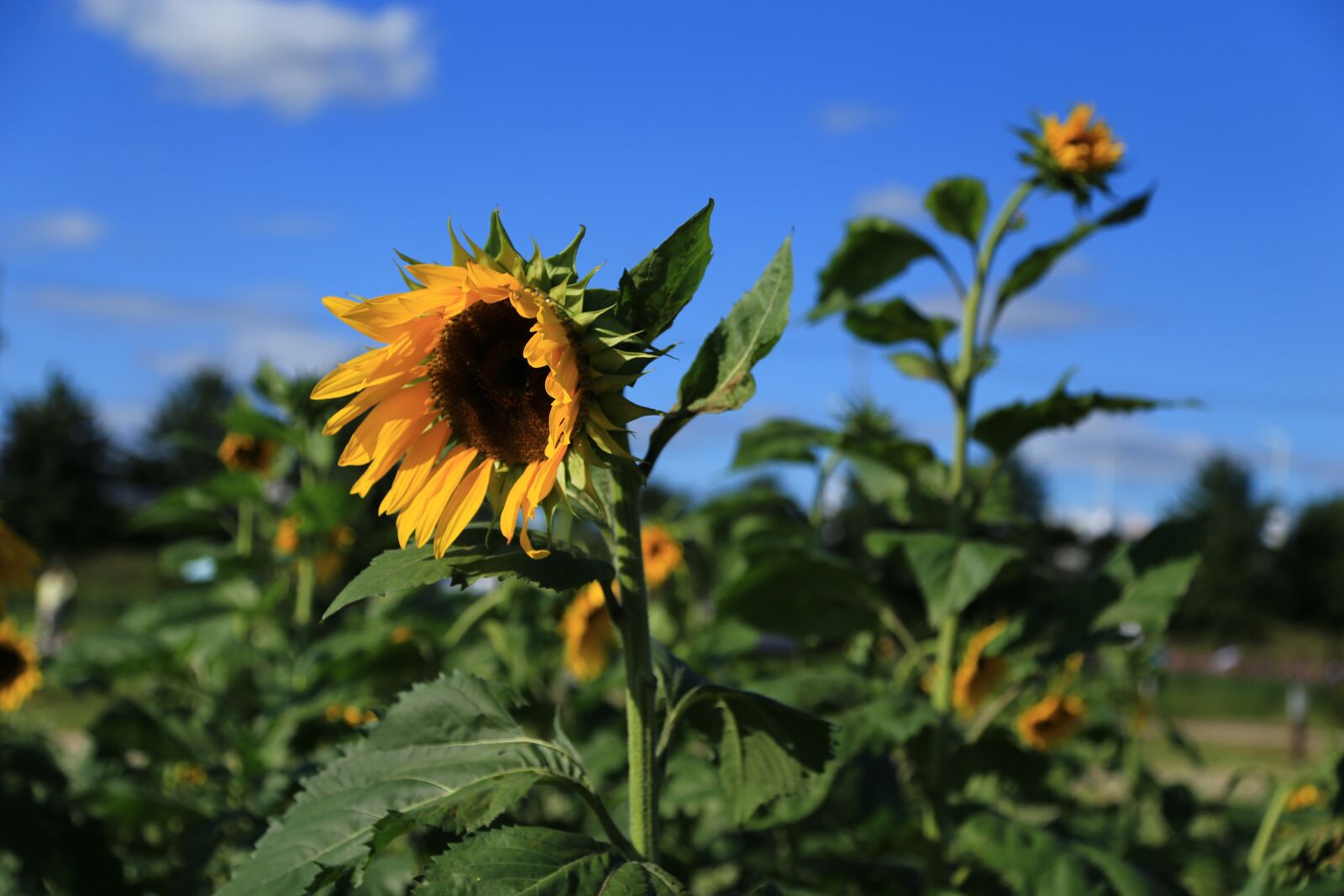 Canon EOS 6D + Canon EF 24-105mm F4L IS USM sample photo. Sunflower, flowers, nature photography