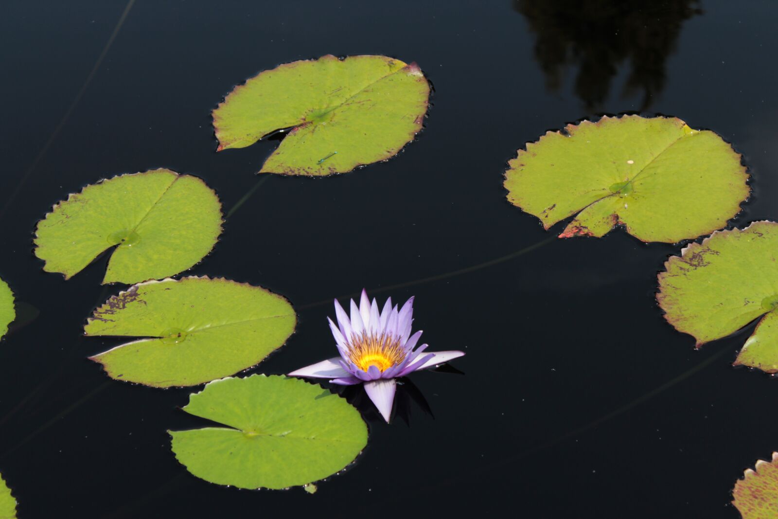 Canon EOS 1300D (EOS Rebel T6 / EOS Kiss X80) sample photo. Lilly, lillies, lotus photography