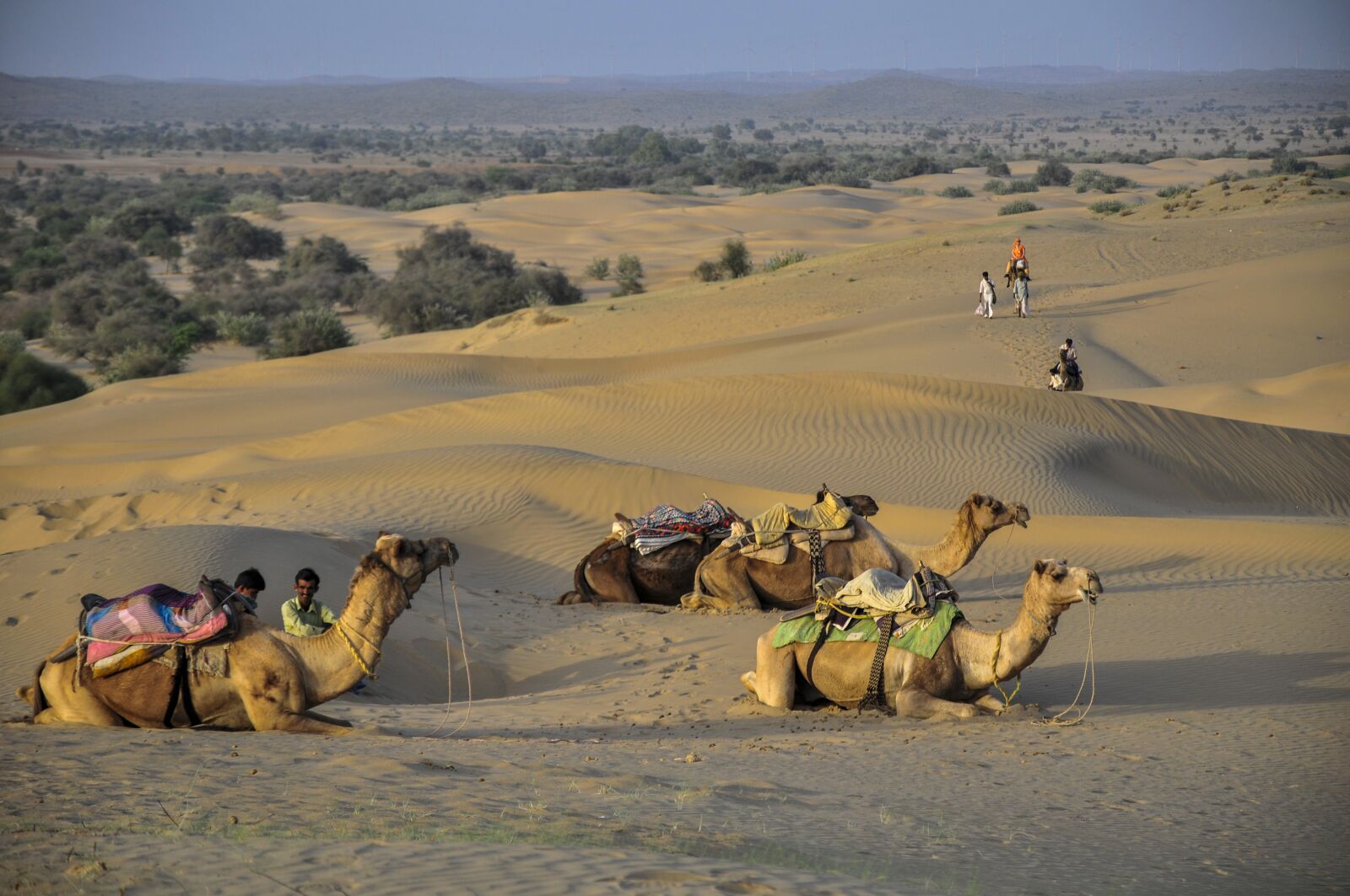 Nikon D300 sample photo. Camel, desert, india photography