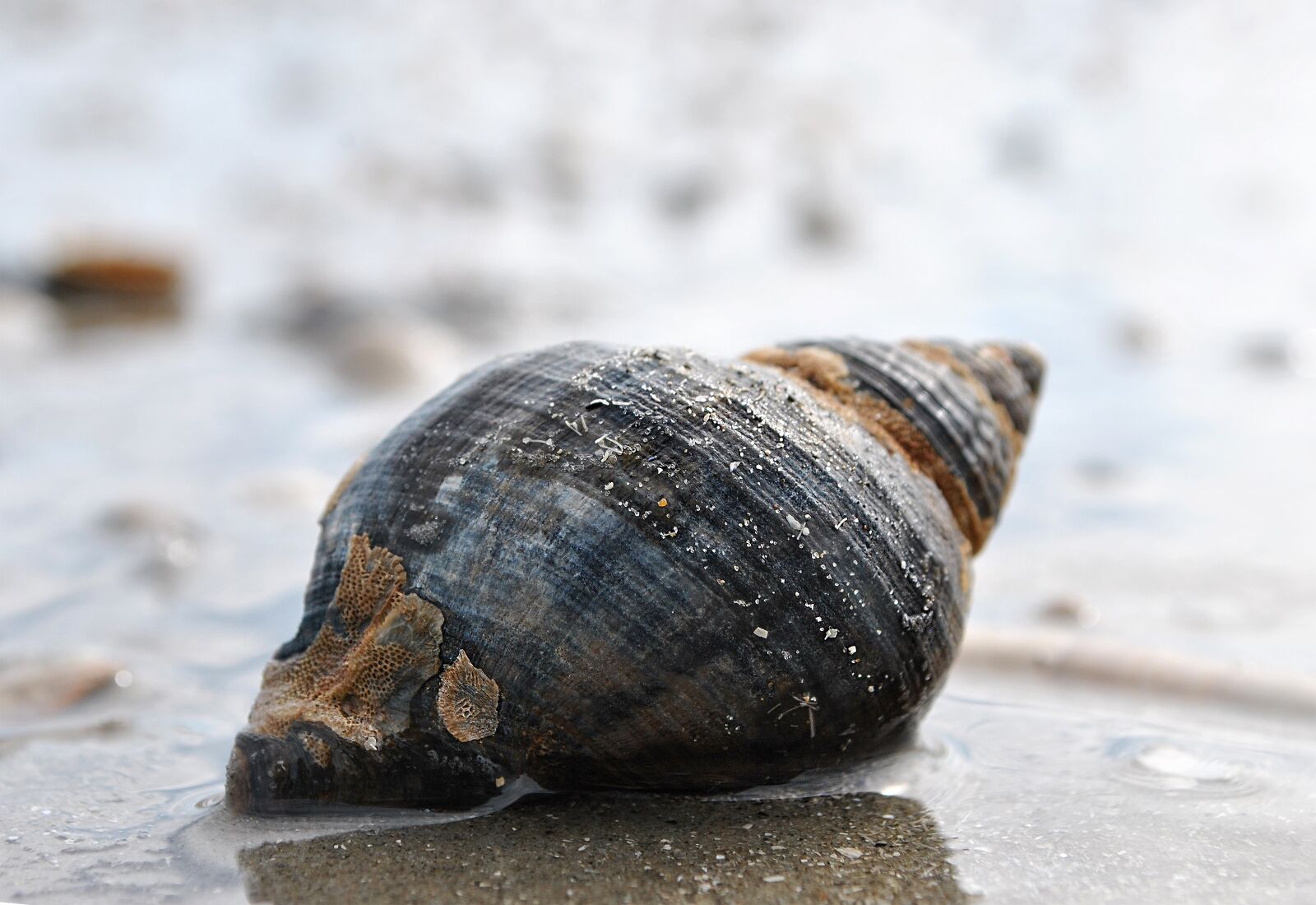 Nikon D3000 sample photo. Watts, snail, watt-screw photography