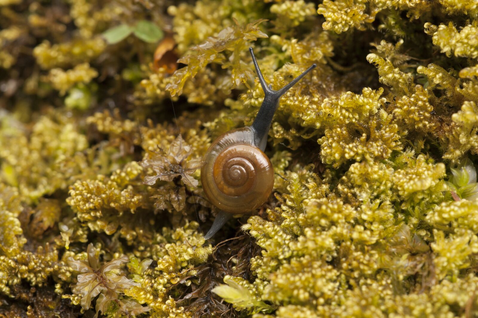 Canon EOS 400D (EOS Digital Rebel XTi / EOS Kiss Digital X) sample photo. Snail, moss, nature photography