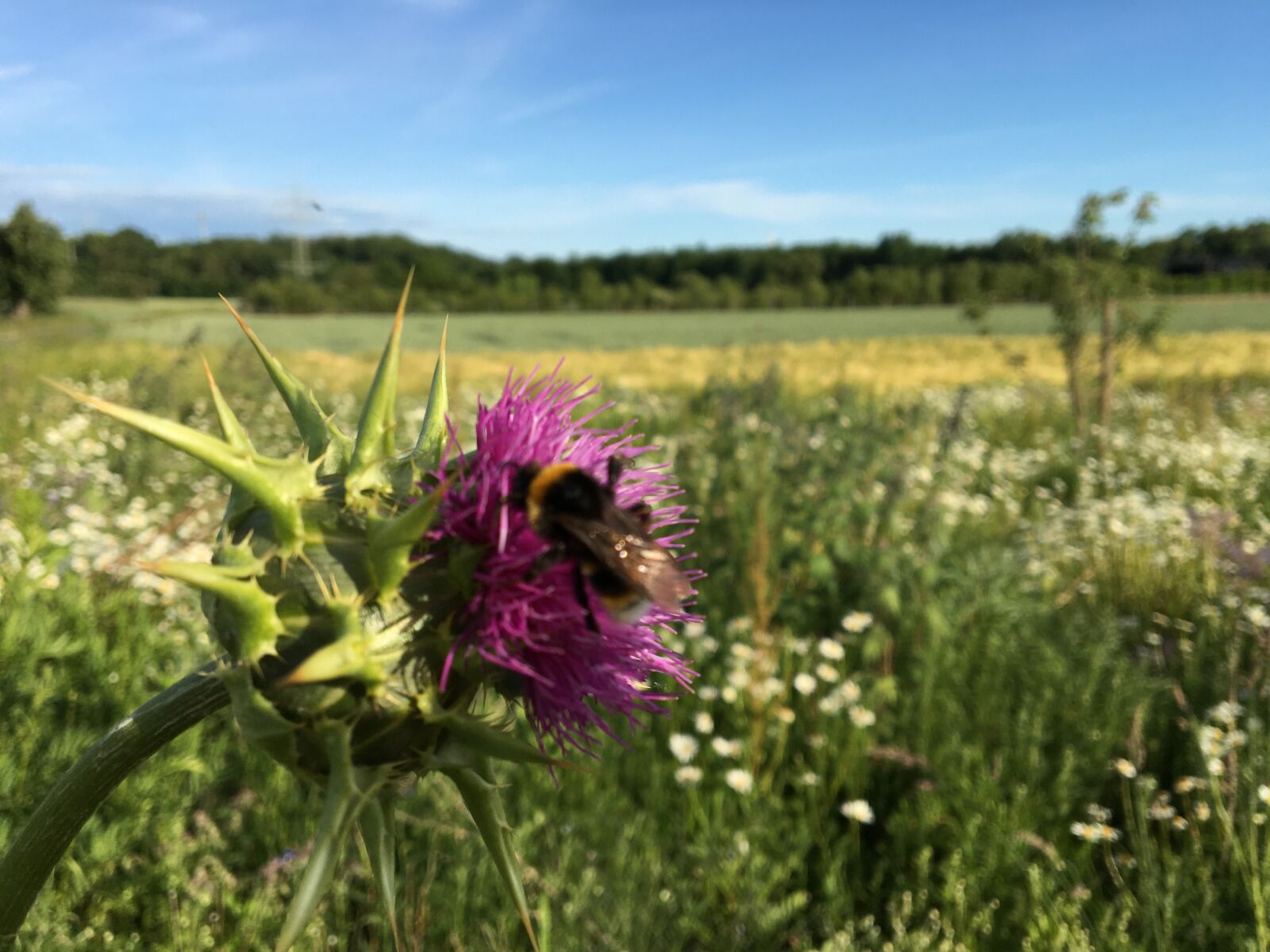 iPhone 6s back camera 4.15mm f/2.2 sample photo. Hummel, blühwiese, bees photography