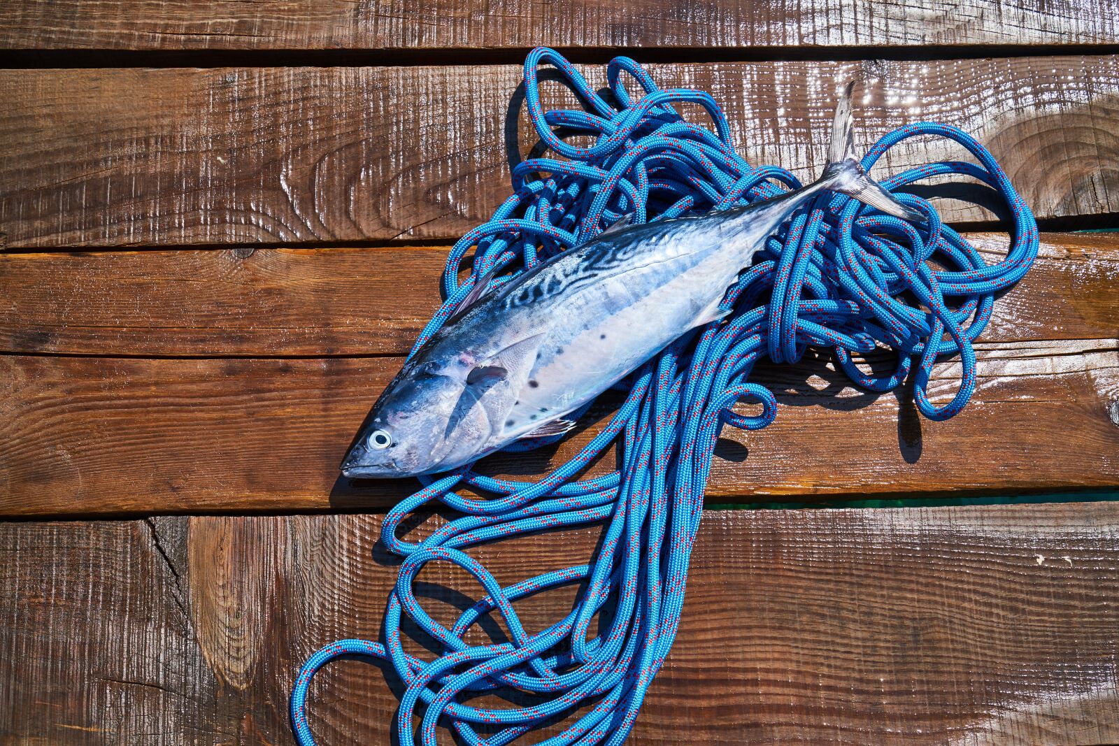Sony a7R II sample photo. Fish, food, rope photography
