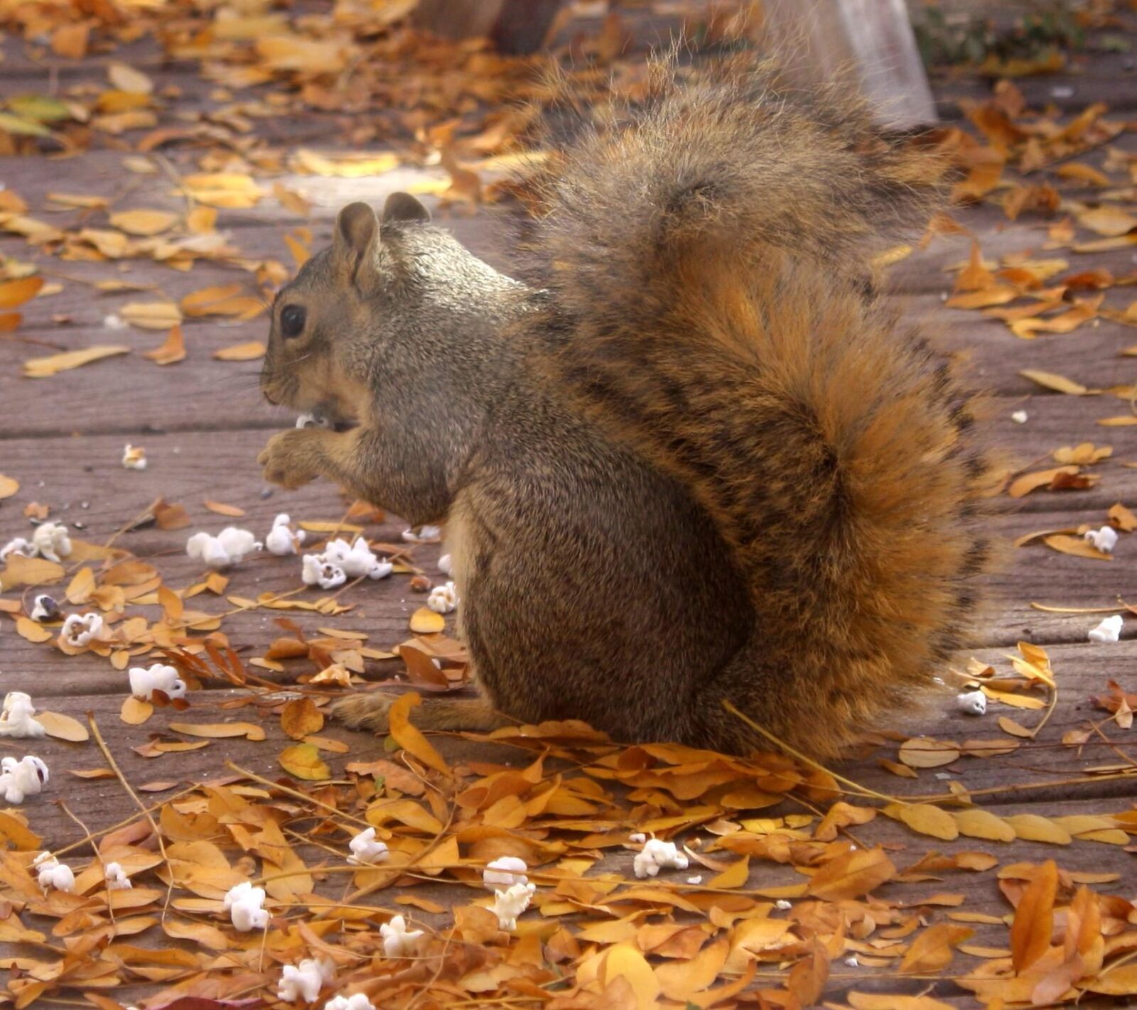 f/3.5-5.6 IS sample photo. Squirrel, eating, popcorn photography