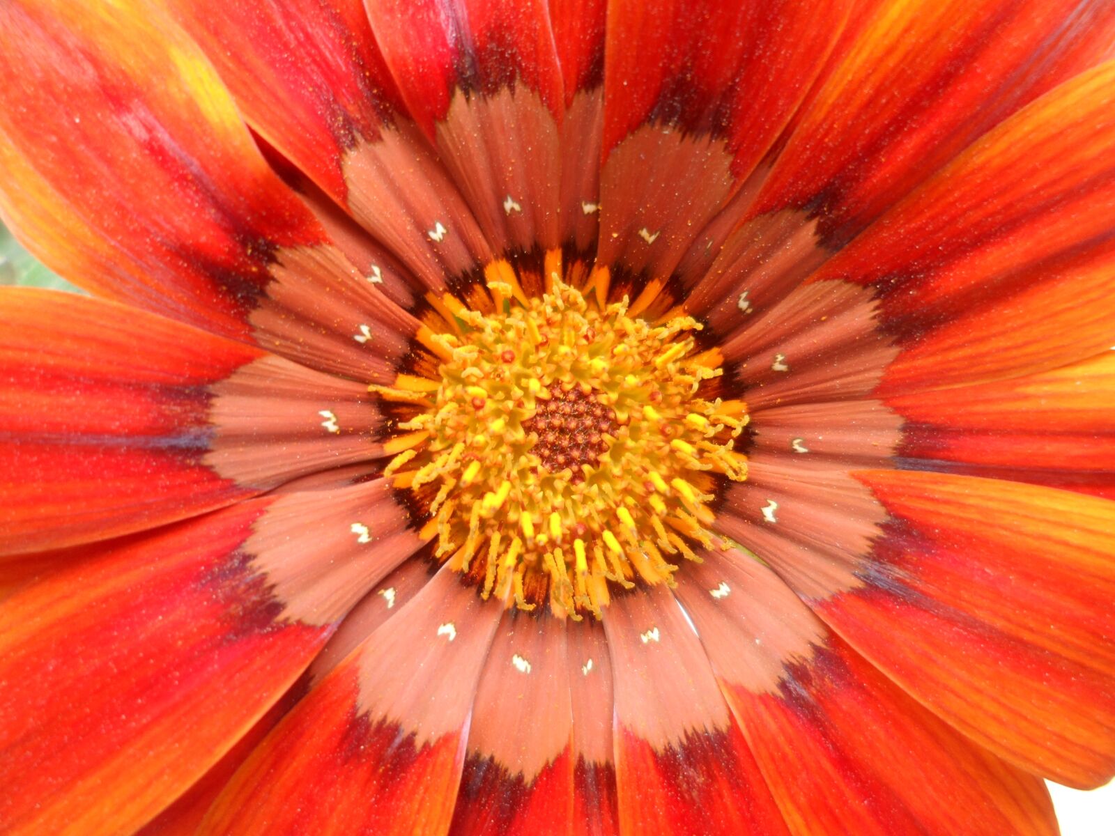 Samsung MV800 sample photo. Beautiful flowers, plants, nature photography