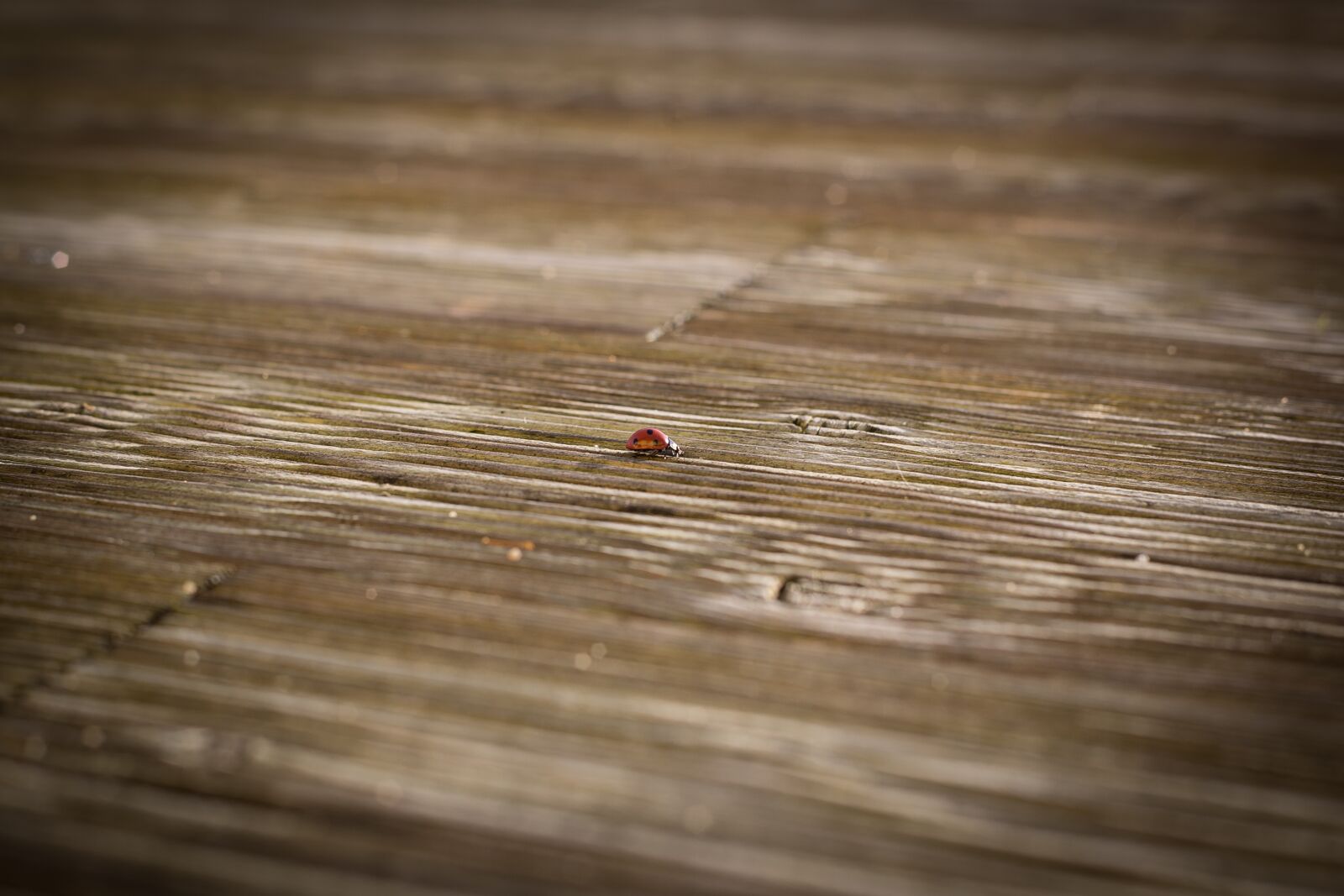 Canon EF 50mm F1.8 II sample photo. Ladybug, terrace, wood floor photography