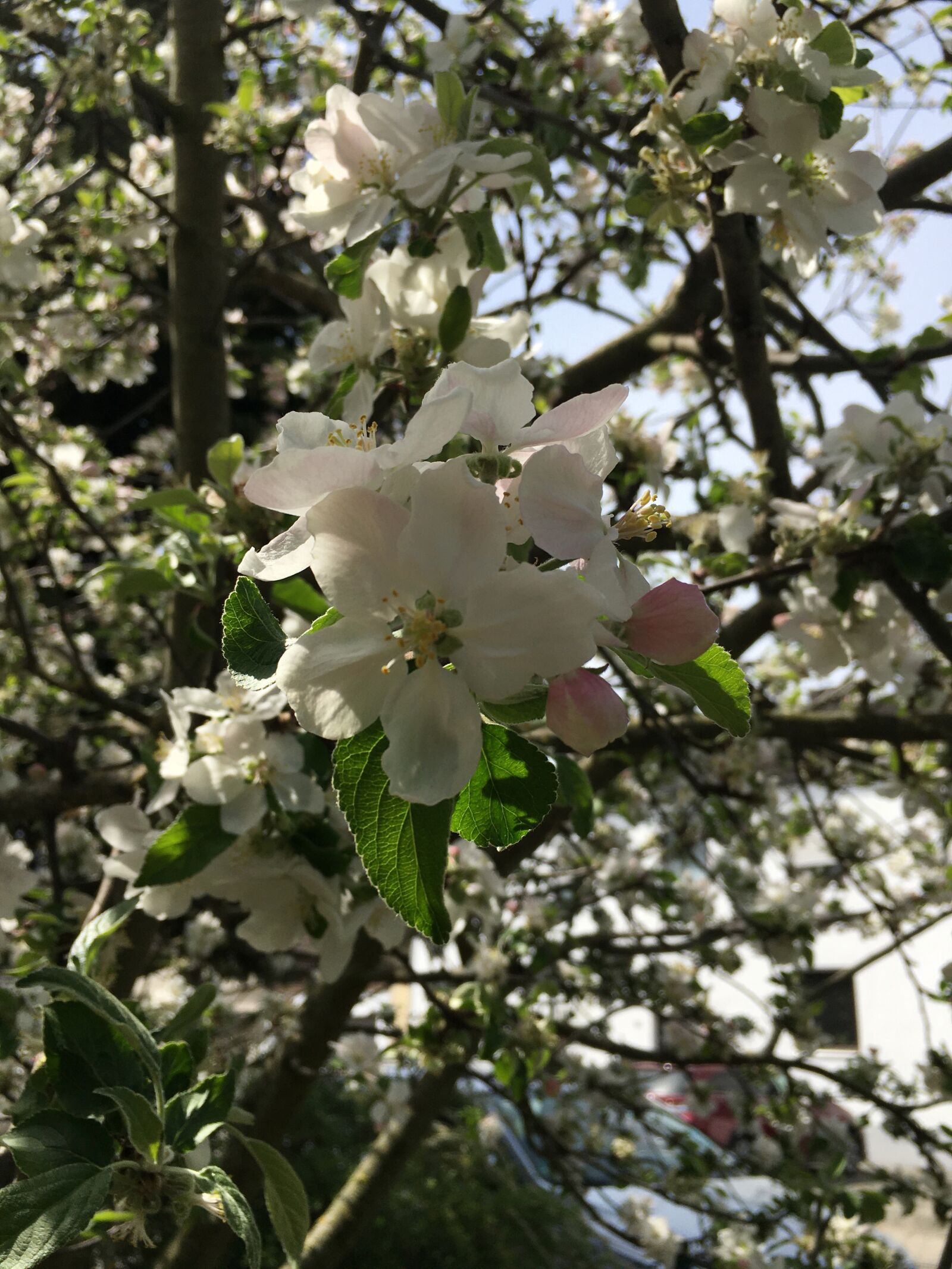 Apple iPhone 6s Plus sample photo. Spring flower, blossom, white photography