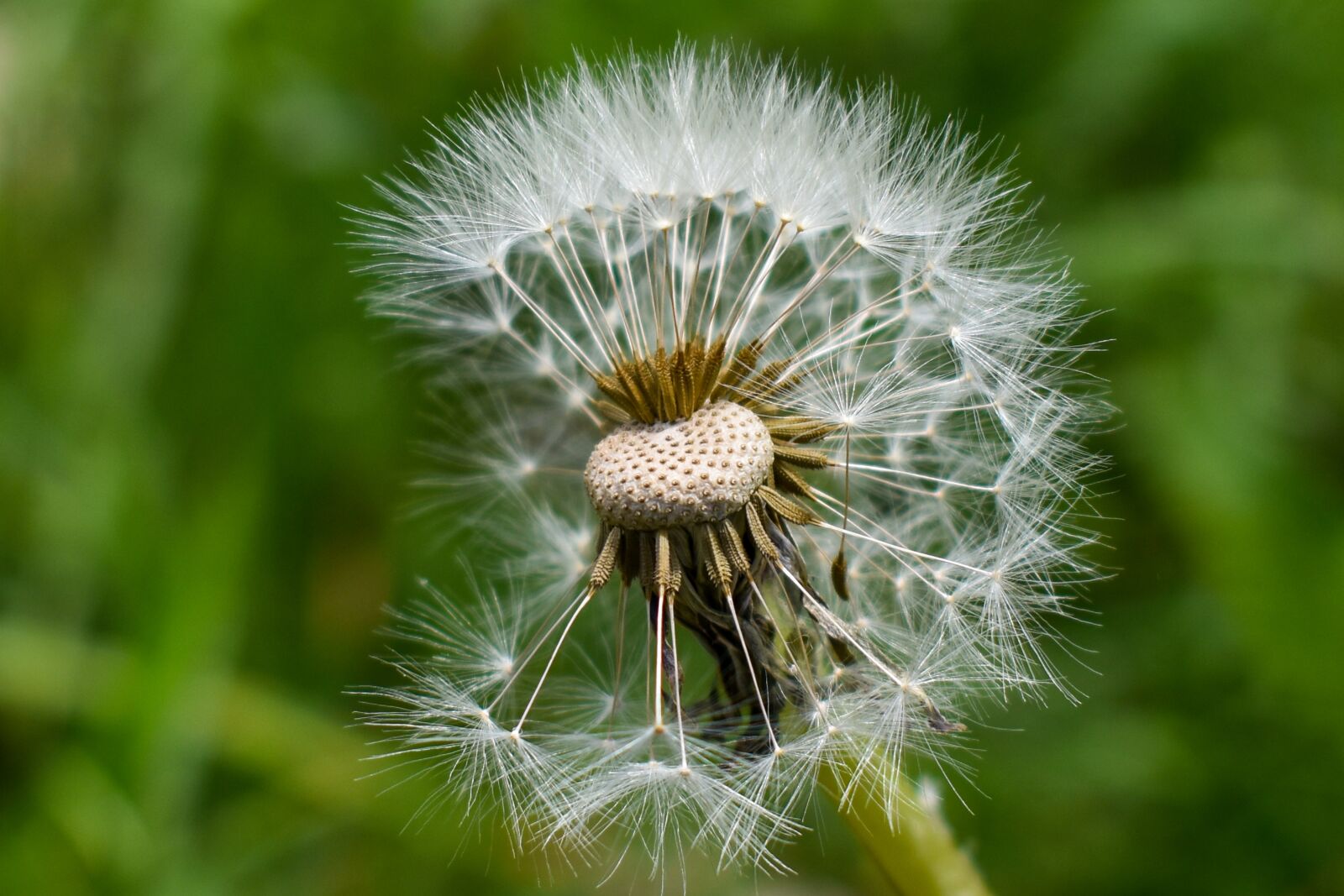 Nikon D3400 sample photo. Dandelion, nature, plant photography
