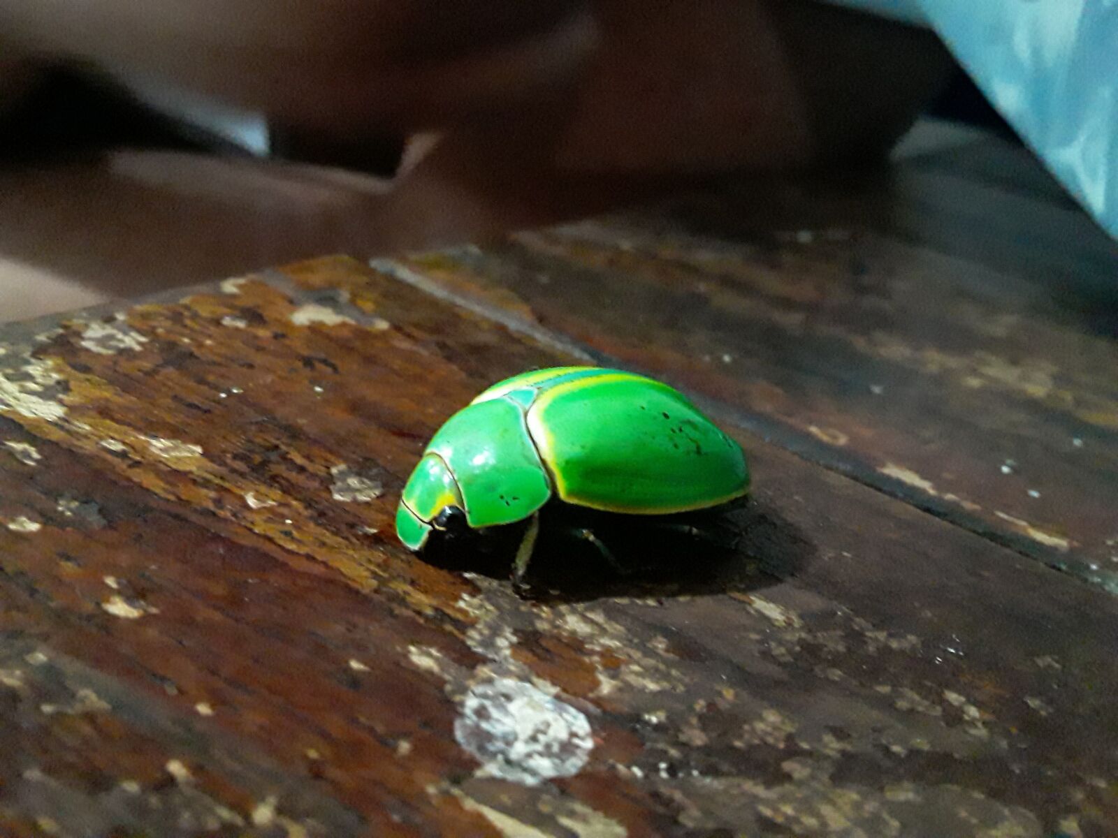 Samsung Galaxy J2 Core sample photo. Insects, nature, beetle photography