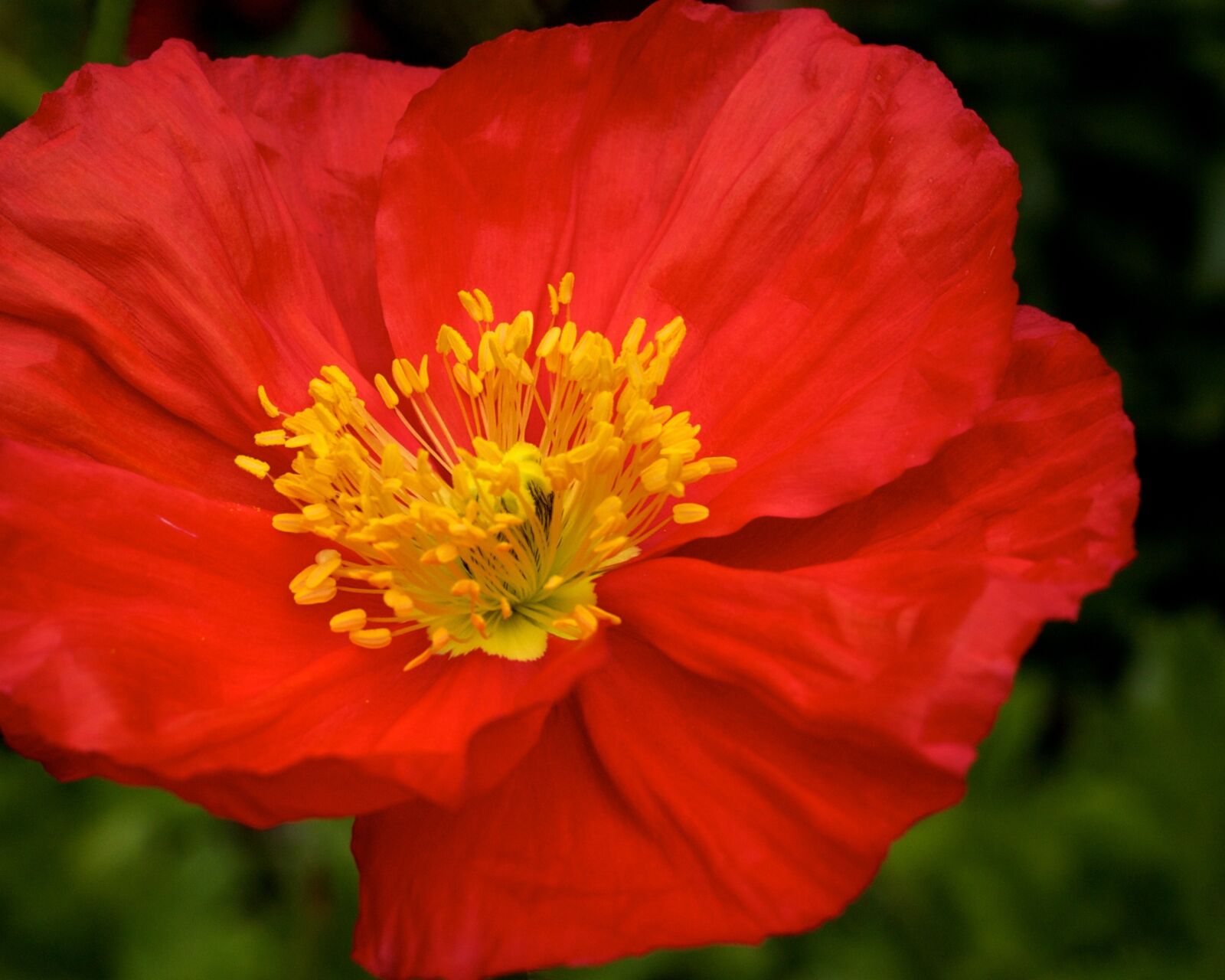 Olympus E-500 (EVOLT E-500) sample photo. Poppy flower, focus, red photography