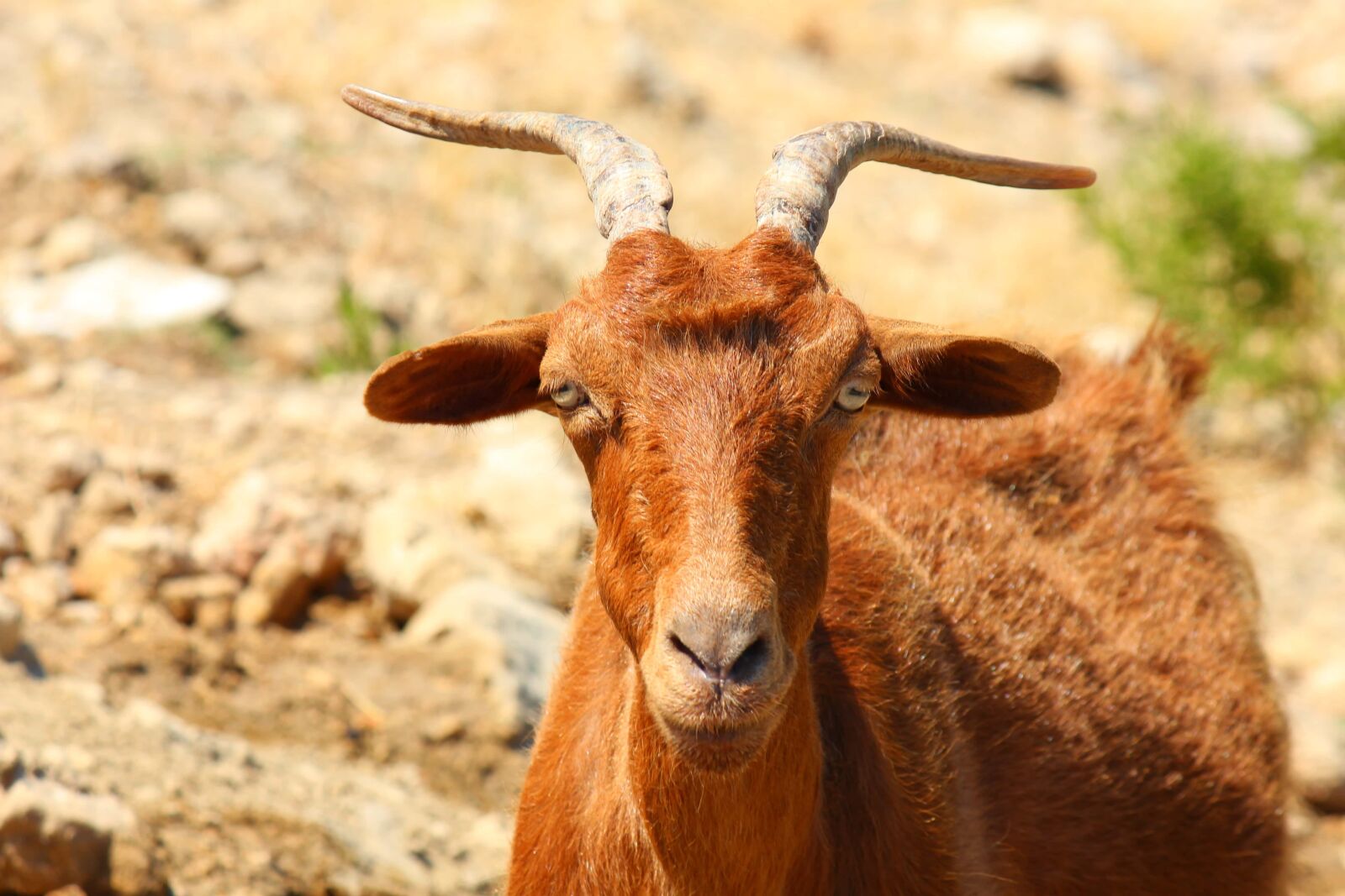 Canon EOS 550D (EOS Rebel T2i / EOS Kiss X4) + Canon EF-S 55-250mm F4-5.6 IS sample photo. Goat, eyes, nose, cattle photography