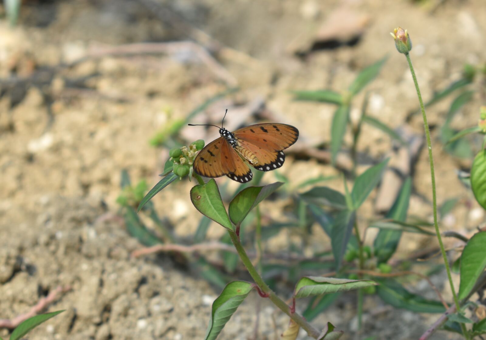 Nikon D3400 sample photo. Butterfly, animal, wild animal photography
