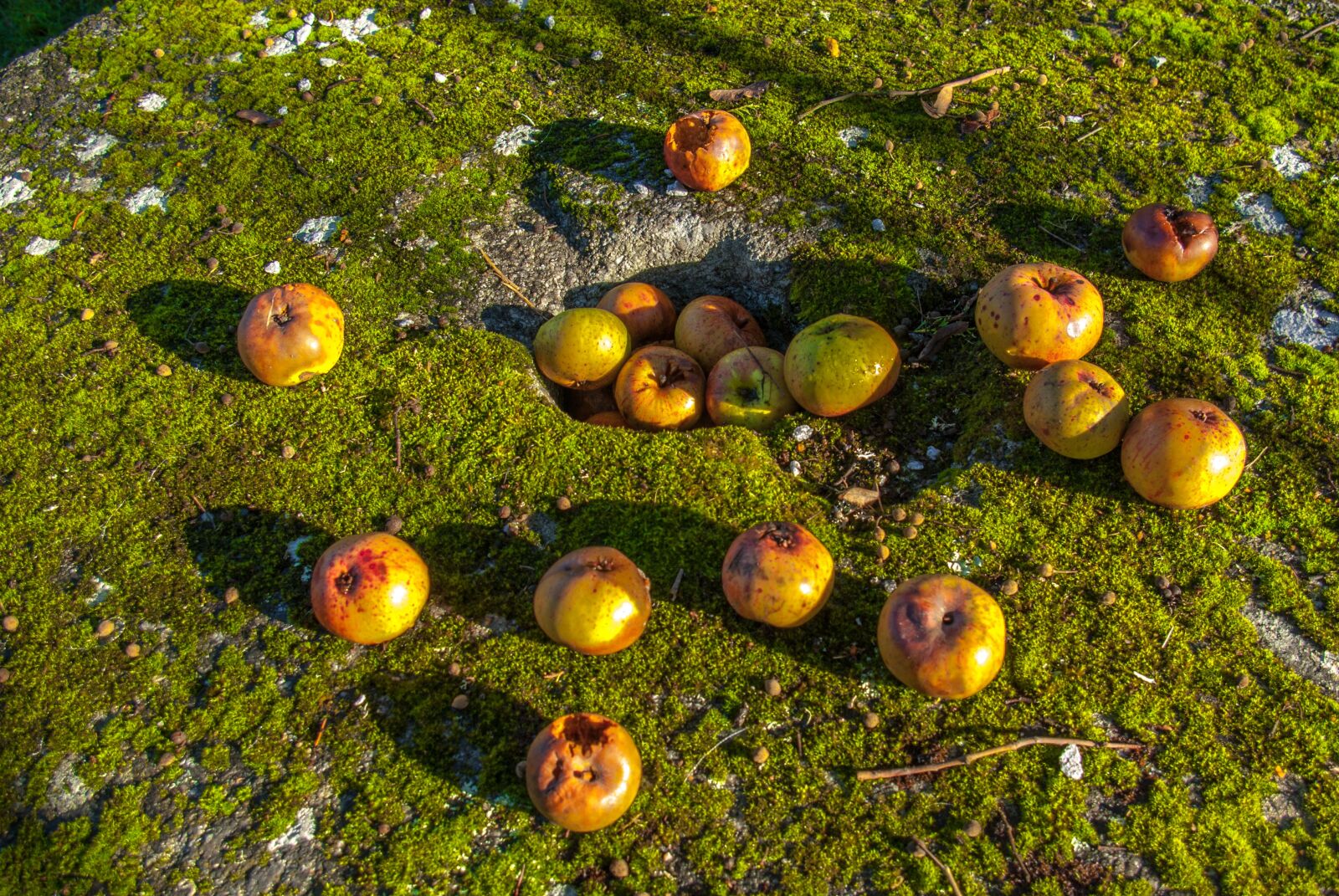 Pentax K10D sample photo. Apple, fruit, lichen photography