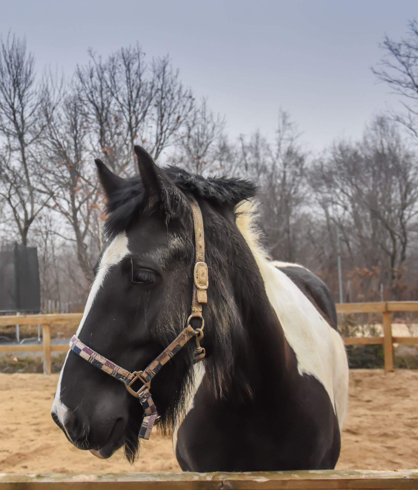 Nikon D7200 sample photo. Horse, farm, nature photography