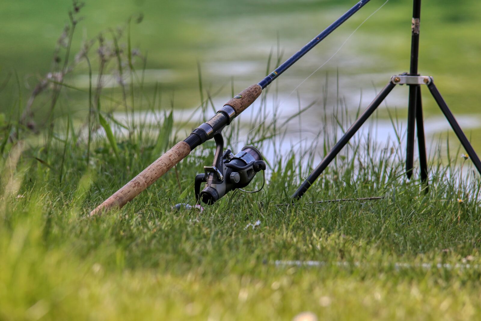 Canon EOS 80D sample photo. Fish, meadow, water photography