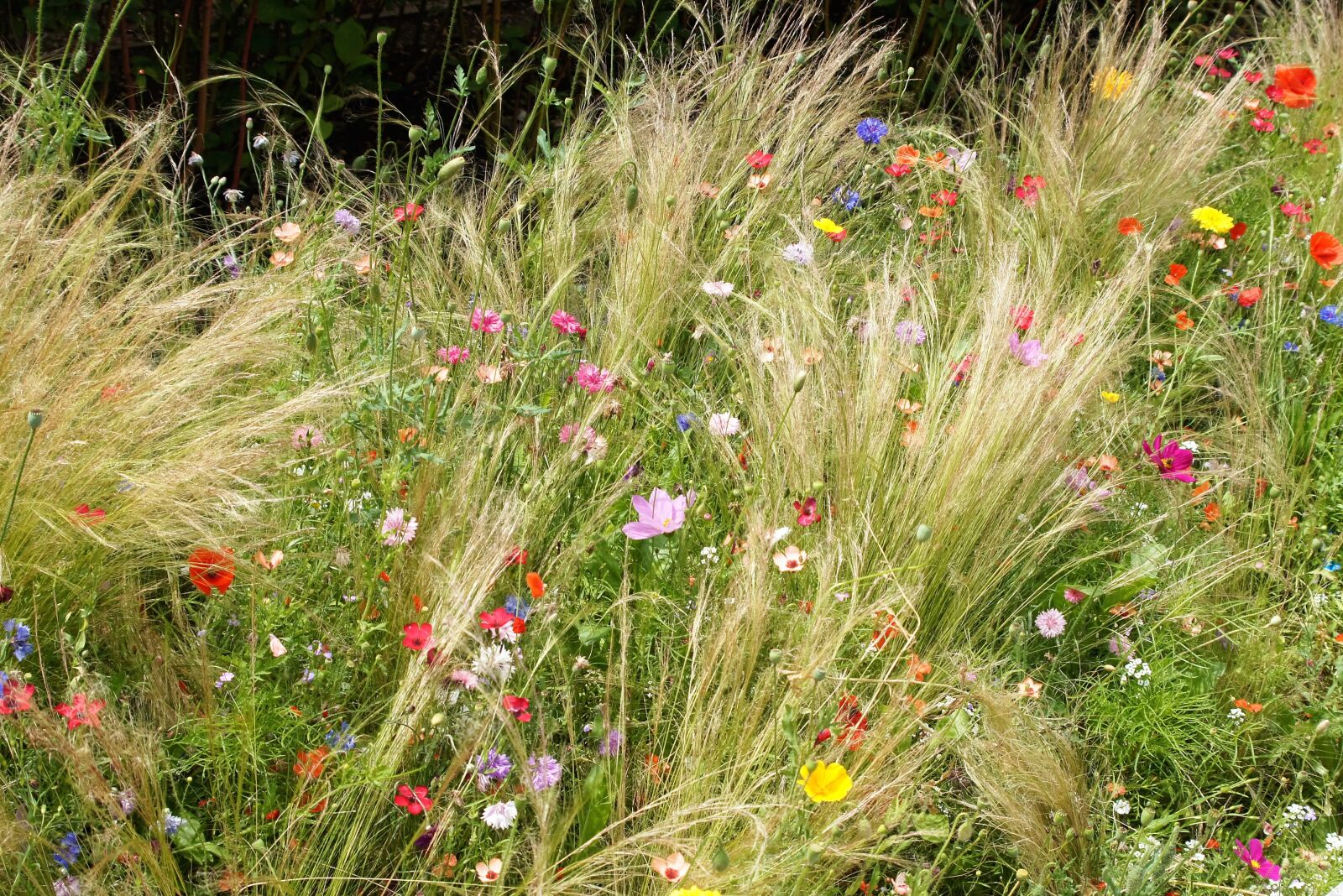 Sony SLT-A55 (SLT-A55V) sample photo. Meadow, wildflower, flower photography