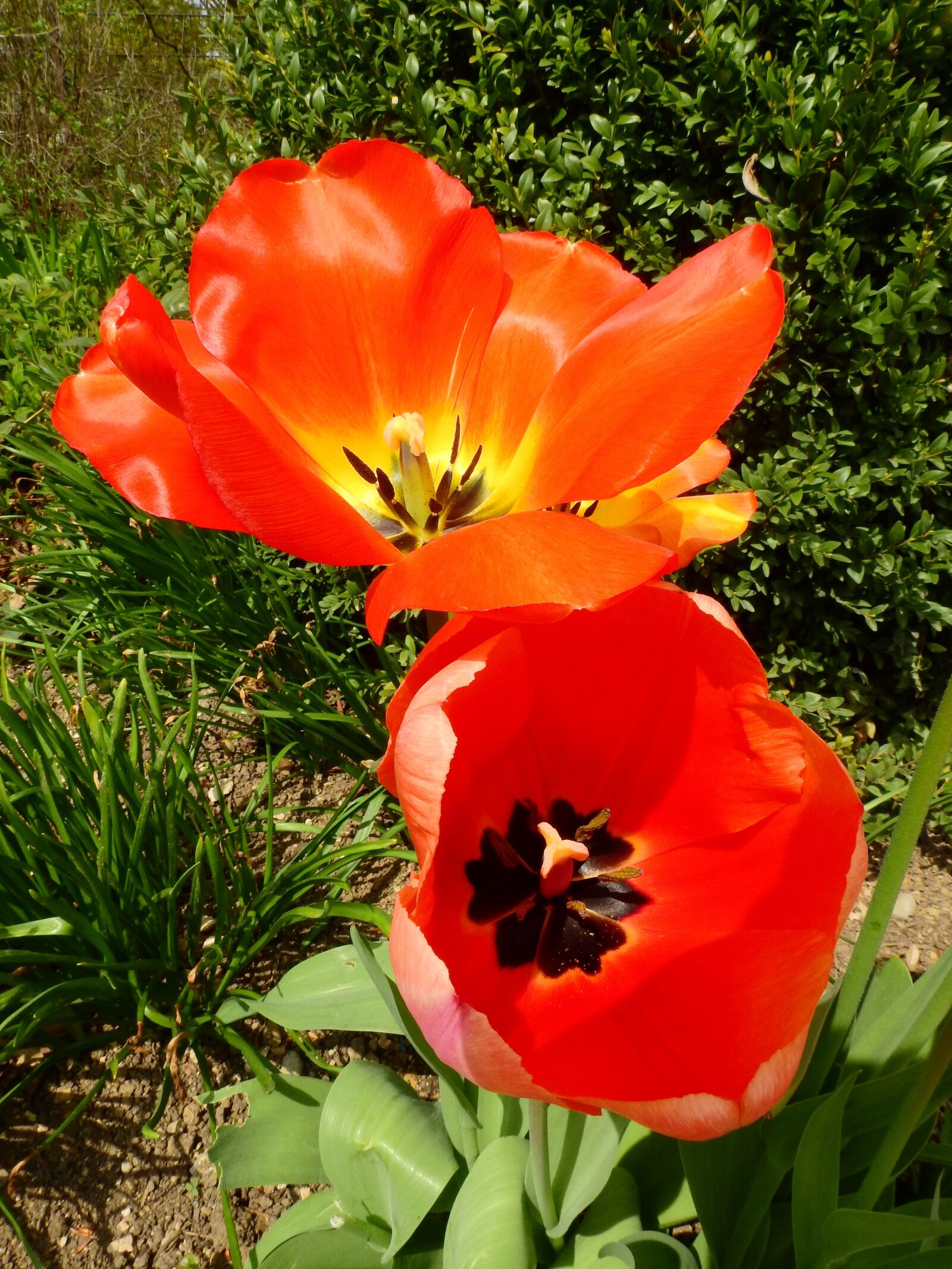 Nikon Coolpix P900 sample photo. Tulip, flower, blossom photography