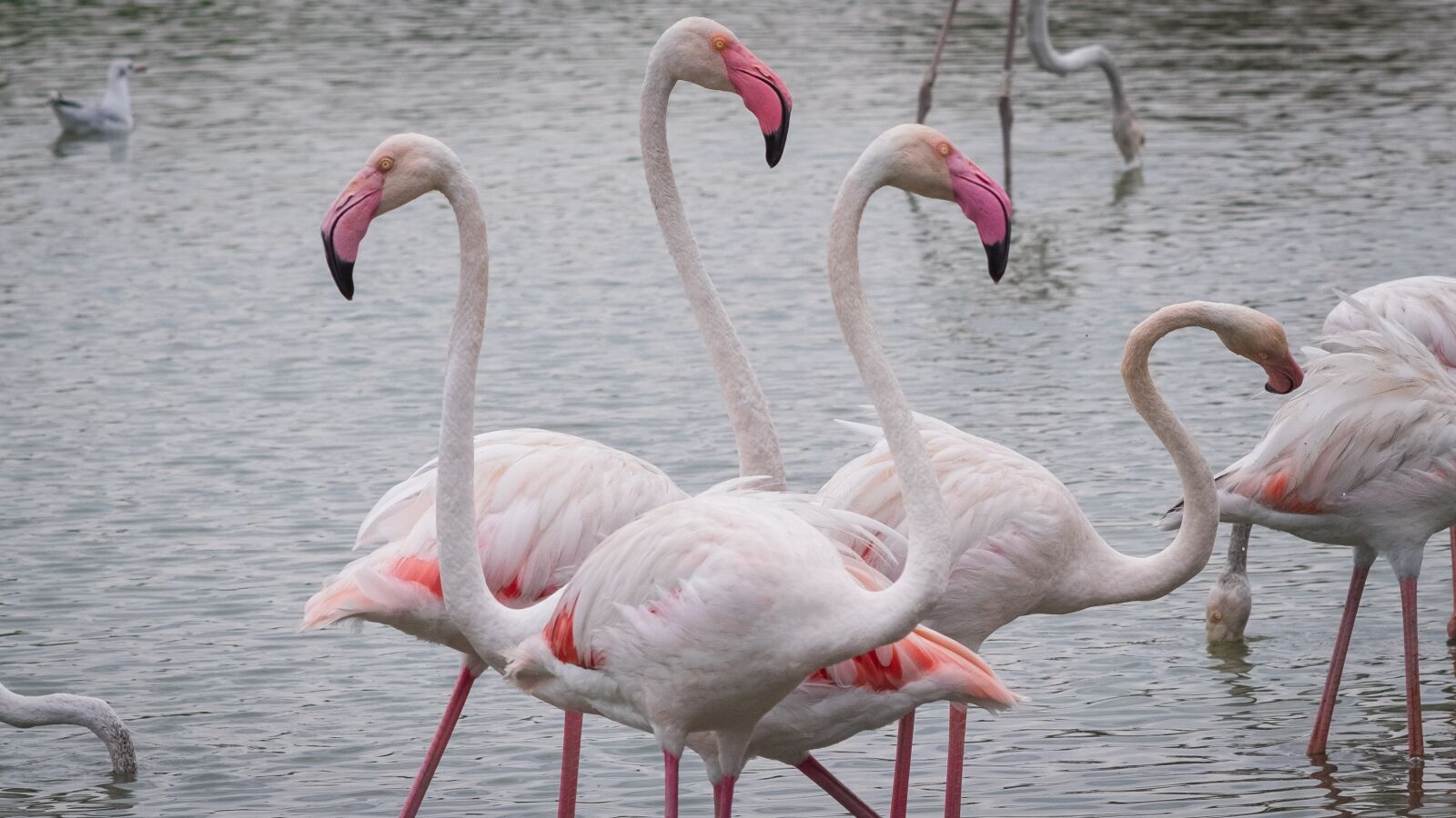 Fujifilm X-H1 sample photo. Rosa, ornithology, wild photography