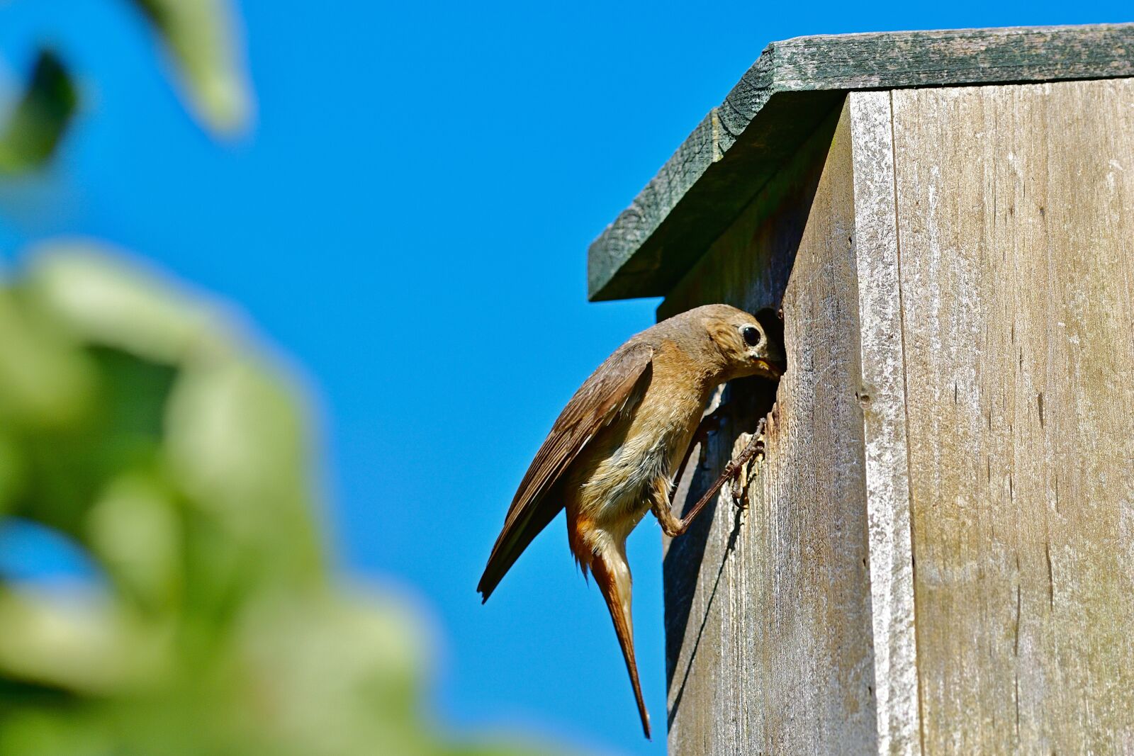 Nikon D5200 sample photo. Common redstart, female, bird photography