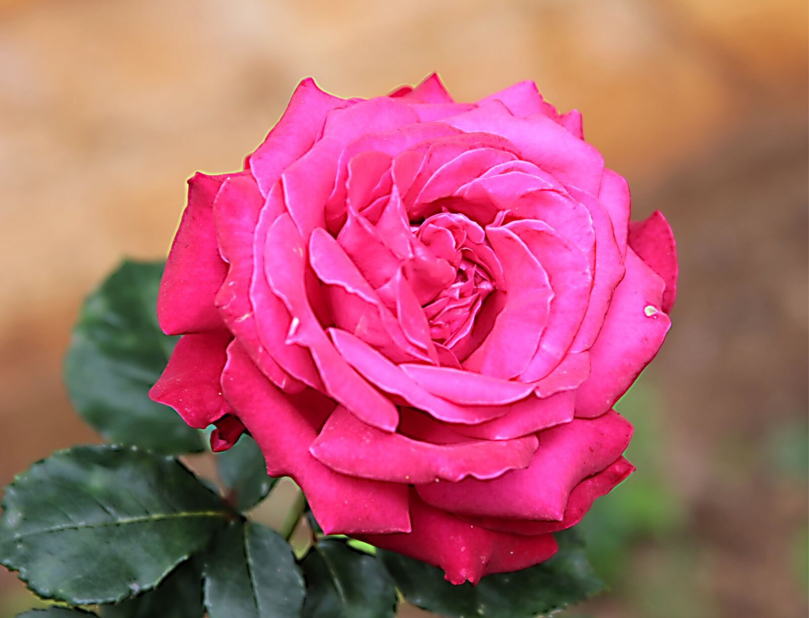 Canon EOS 550D (EOS Rebel T2i / EOS Kiss X4) sample photo. Rose, roses, flower photography