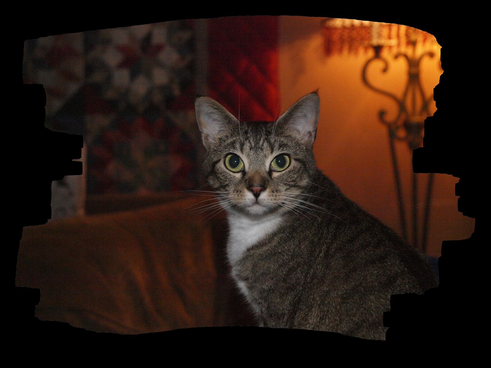 Olympus E-3 sample photo. Lillie, animal, cat photography