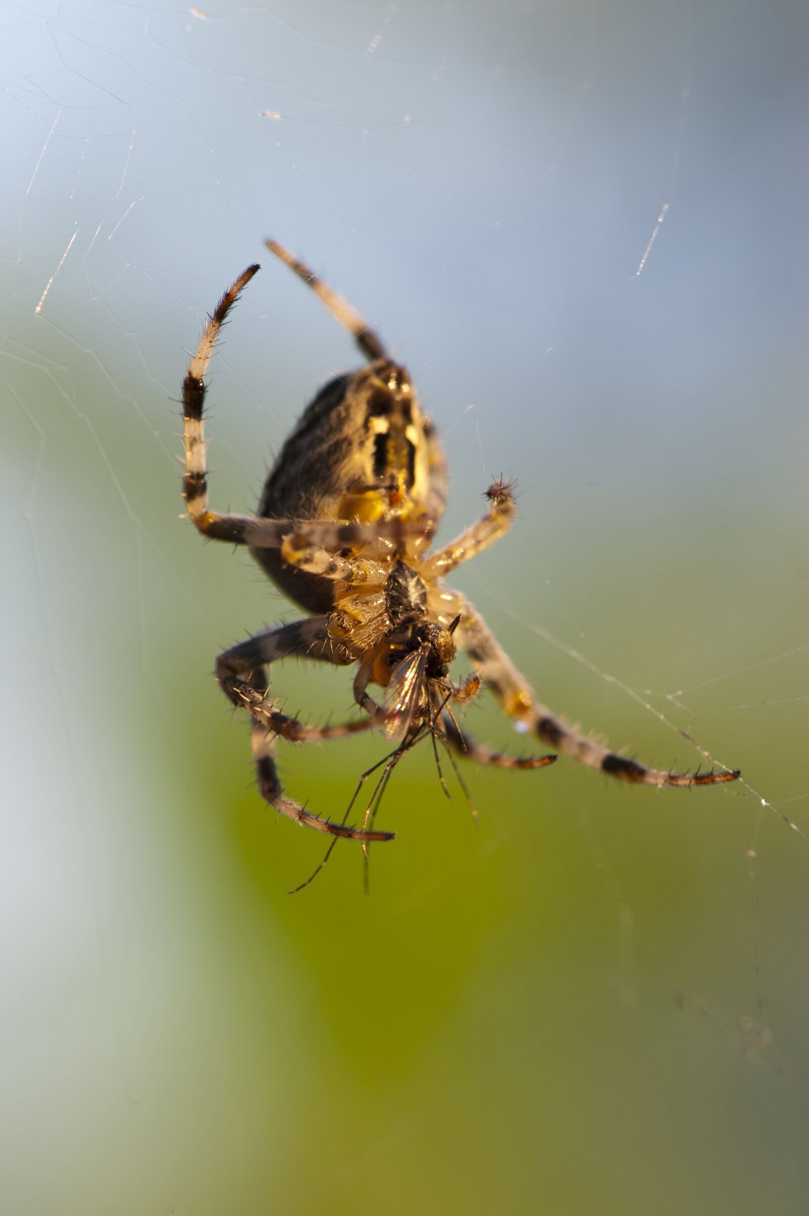 Nikon D700 sample photo. Spider, mosquito, insects photography