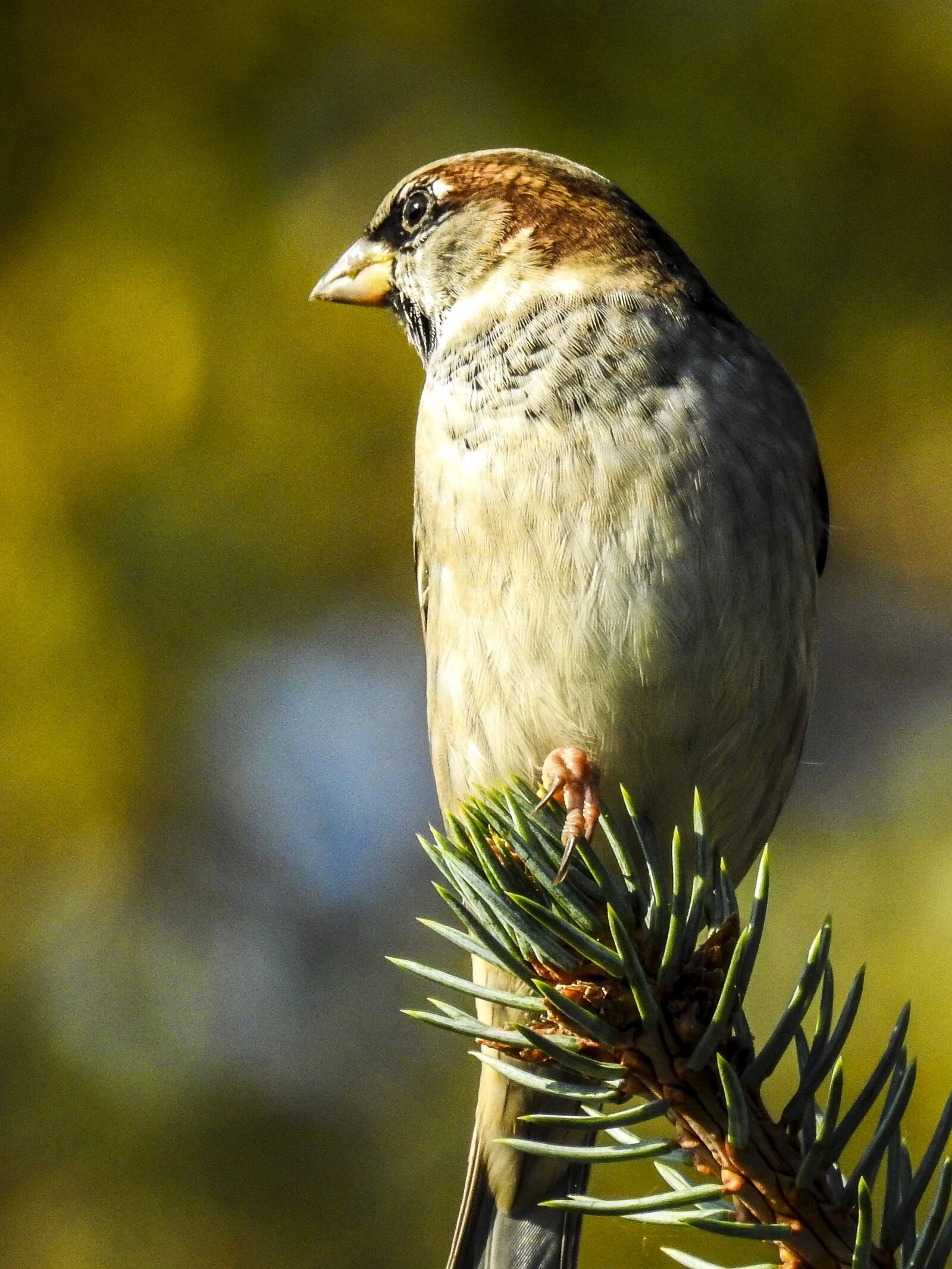 Nikon Coolpix P900 sample photo. House sparrow, sperling, bird photography
