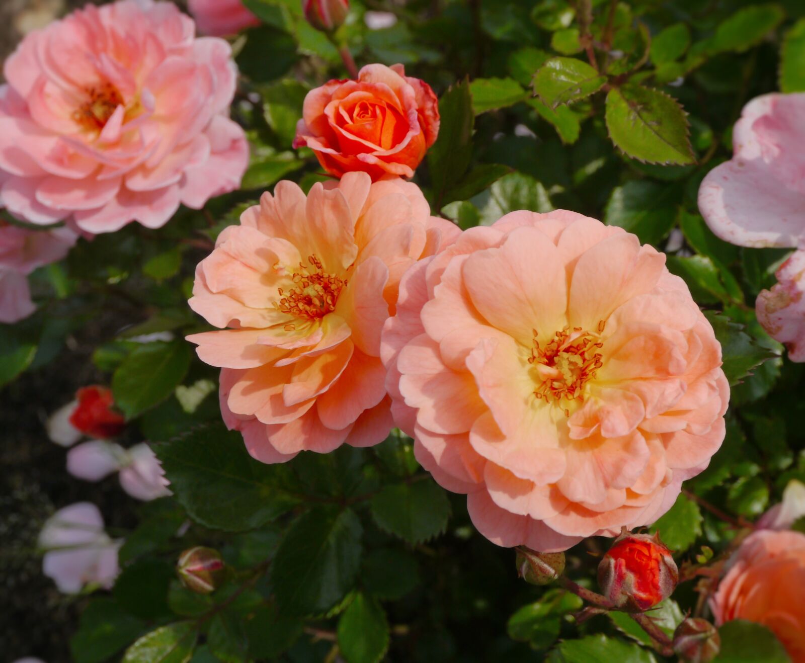 Panasonic Lumix DMC-GX1 sample photo. Verny park, rose, orange photography