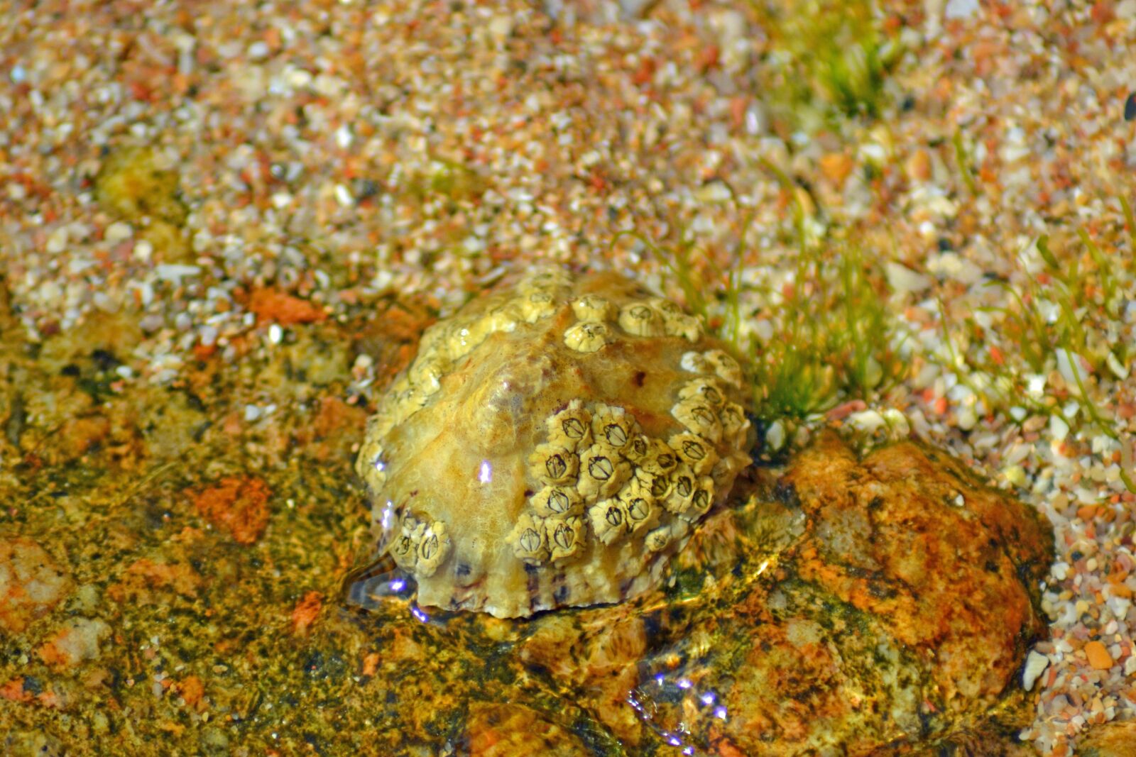 Nikon D3100 sample photo. Barnacle, crustacea, anthrapod photography