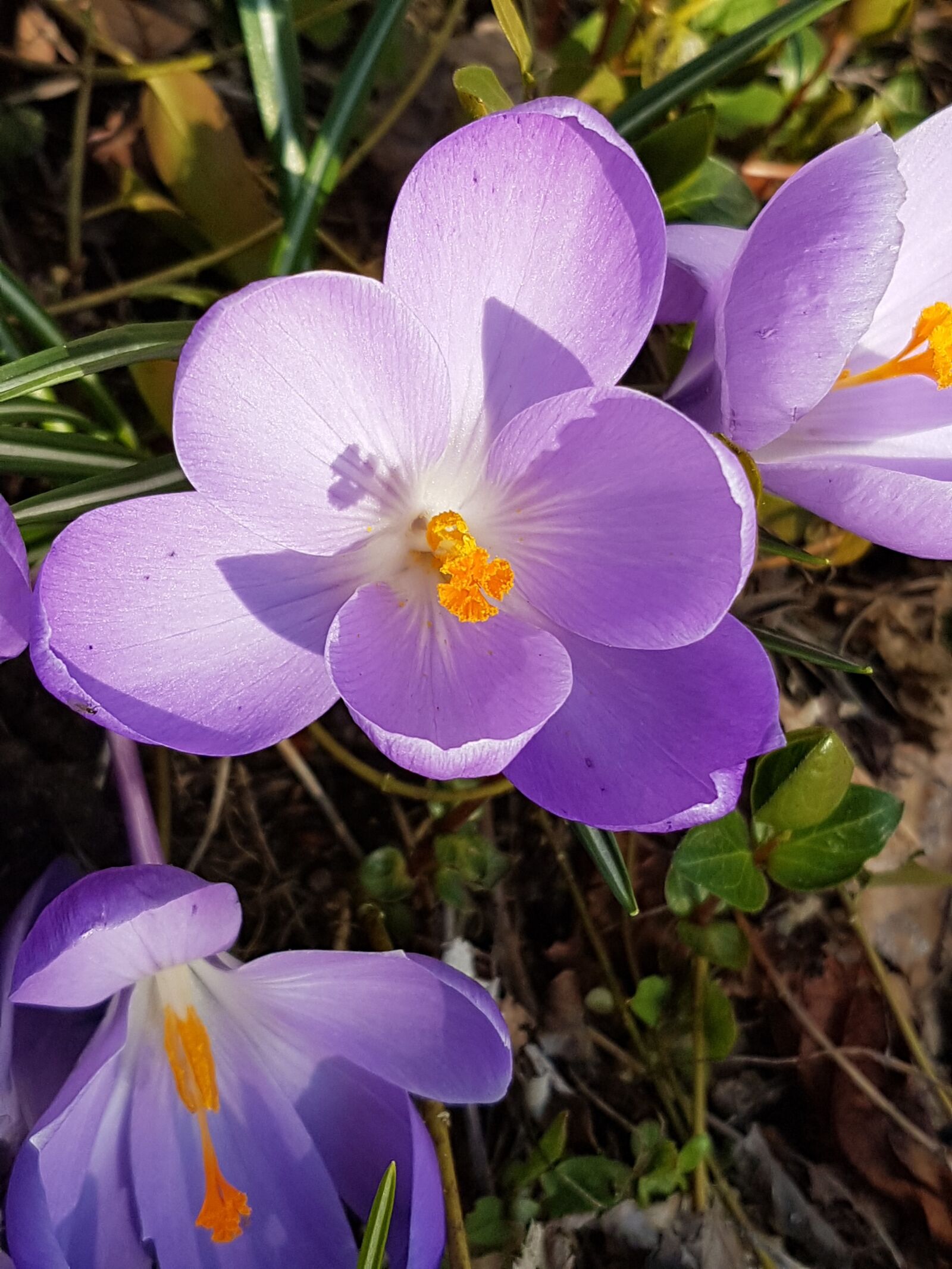 Samsung Galaxy S7 sample photo. Crocus, purple, spring photography