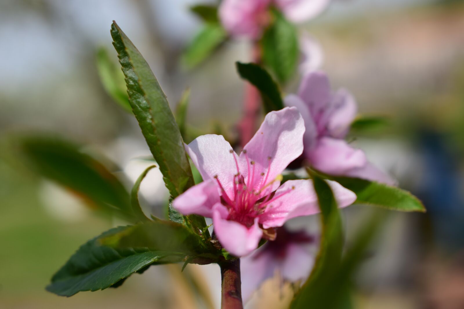 Nikon D3300 sample photo. Spring, flowers, pink photography