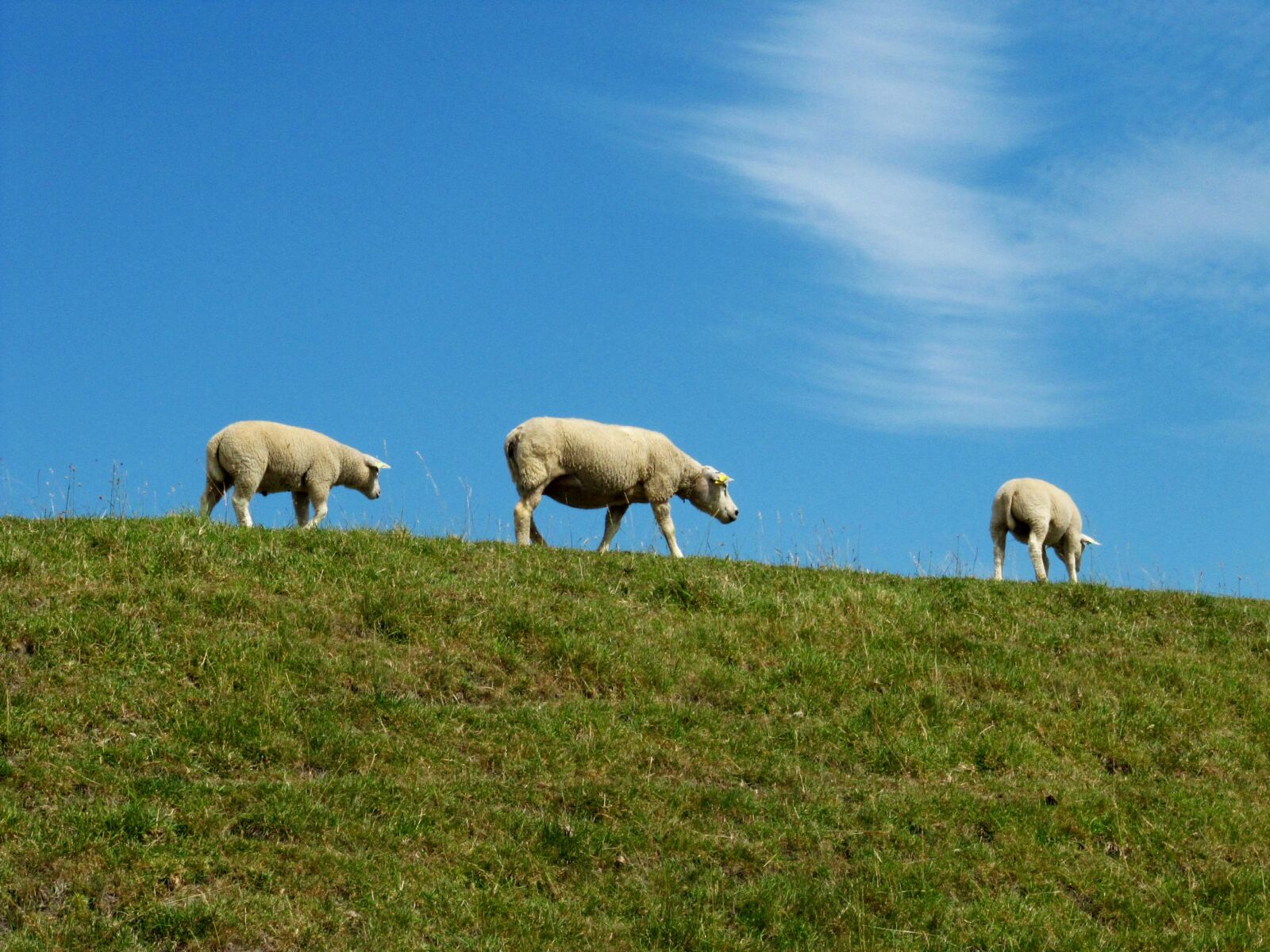 Canon PowerShot SX200 IS sample photo. Sheep, lambs, netherlands photography