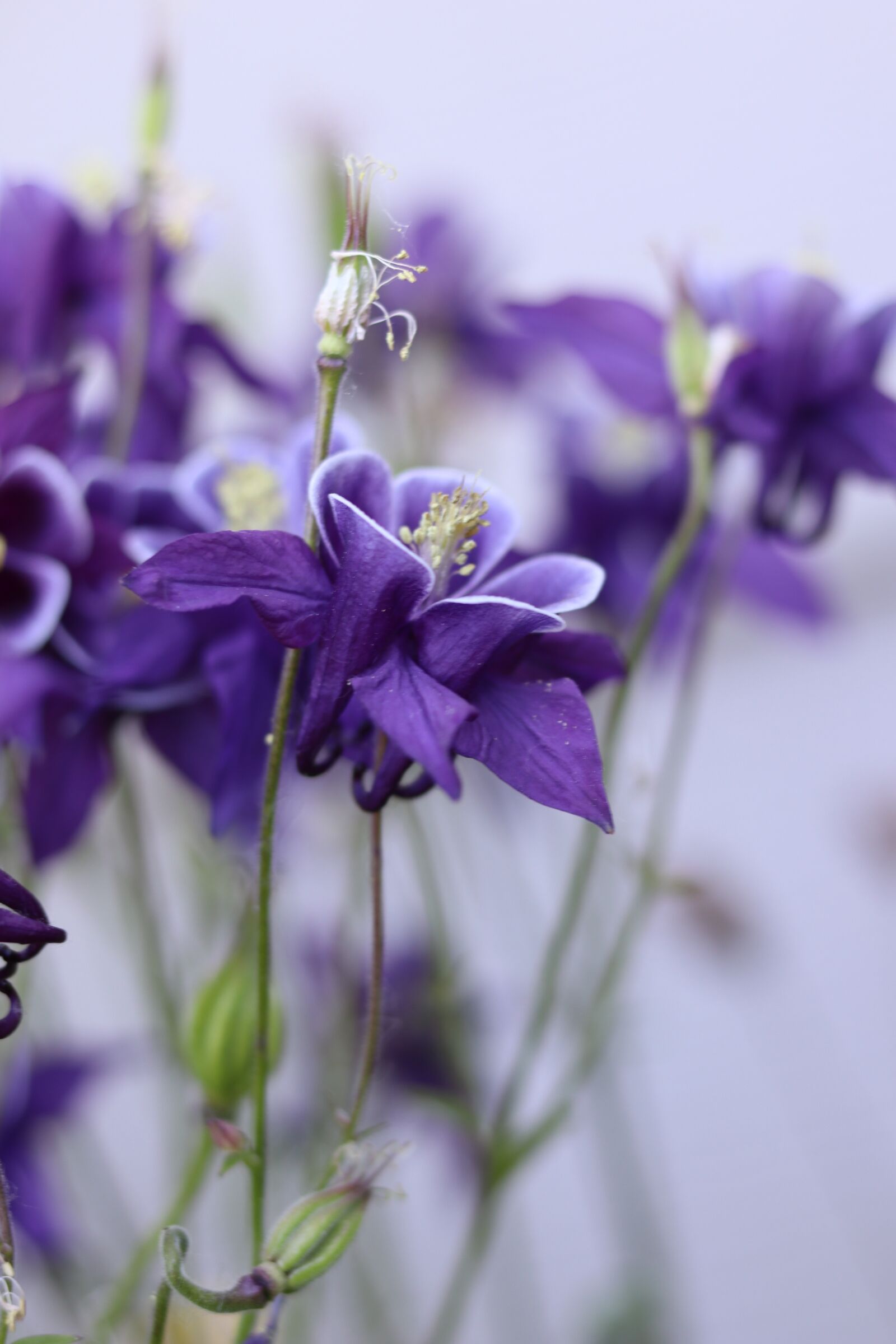 Canon EOS 80D sample photo. Nature, purple, flowers photography