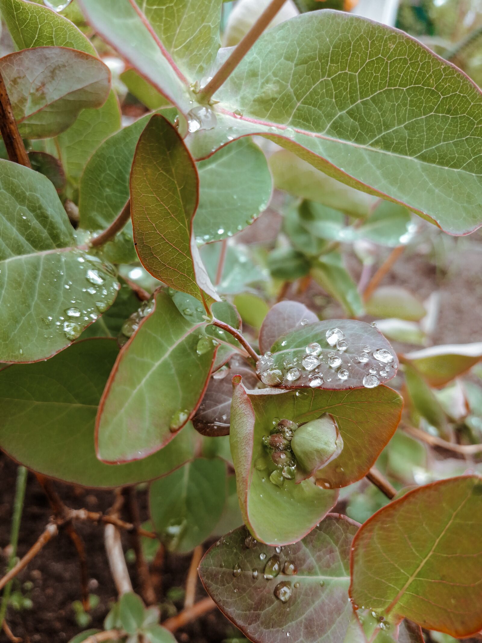 HUAWEI P10 Plus sample photo. Drops, beautiful drops, dew photography